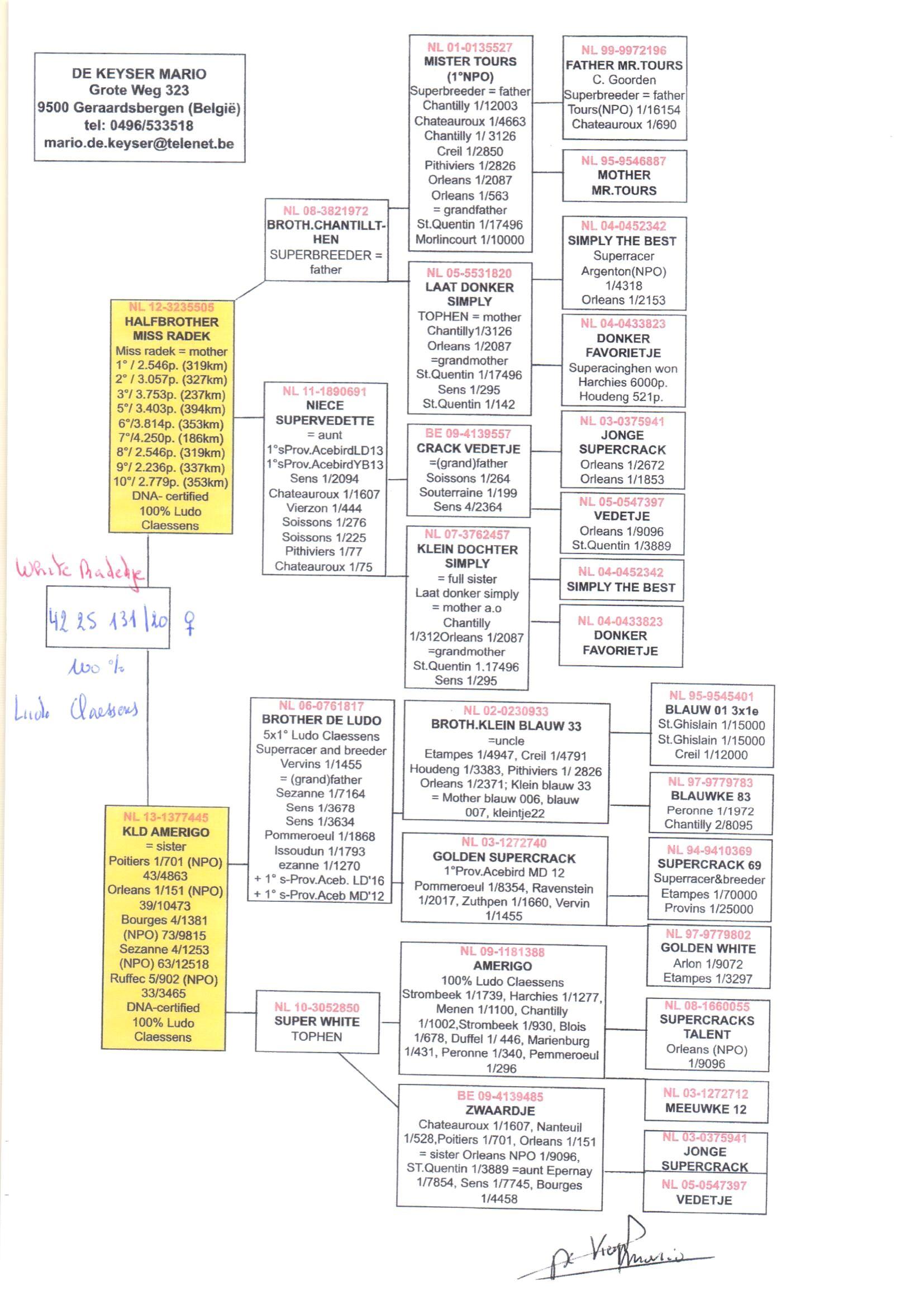 pedigree Halfbrother Miss Radek x Kleindochter Amerigo 