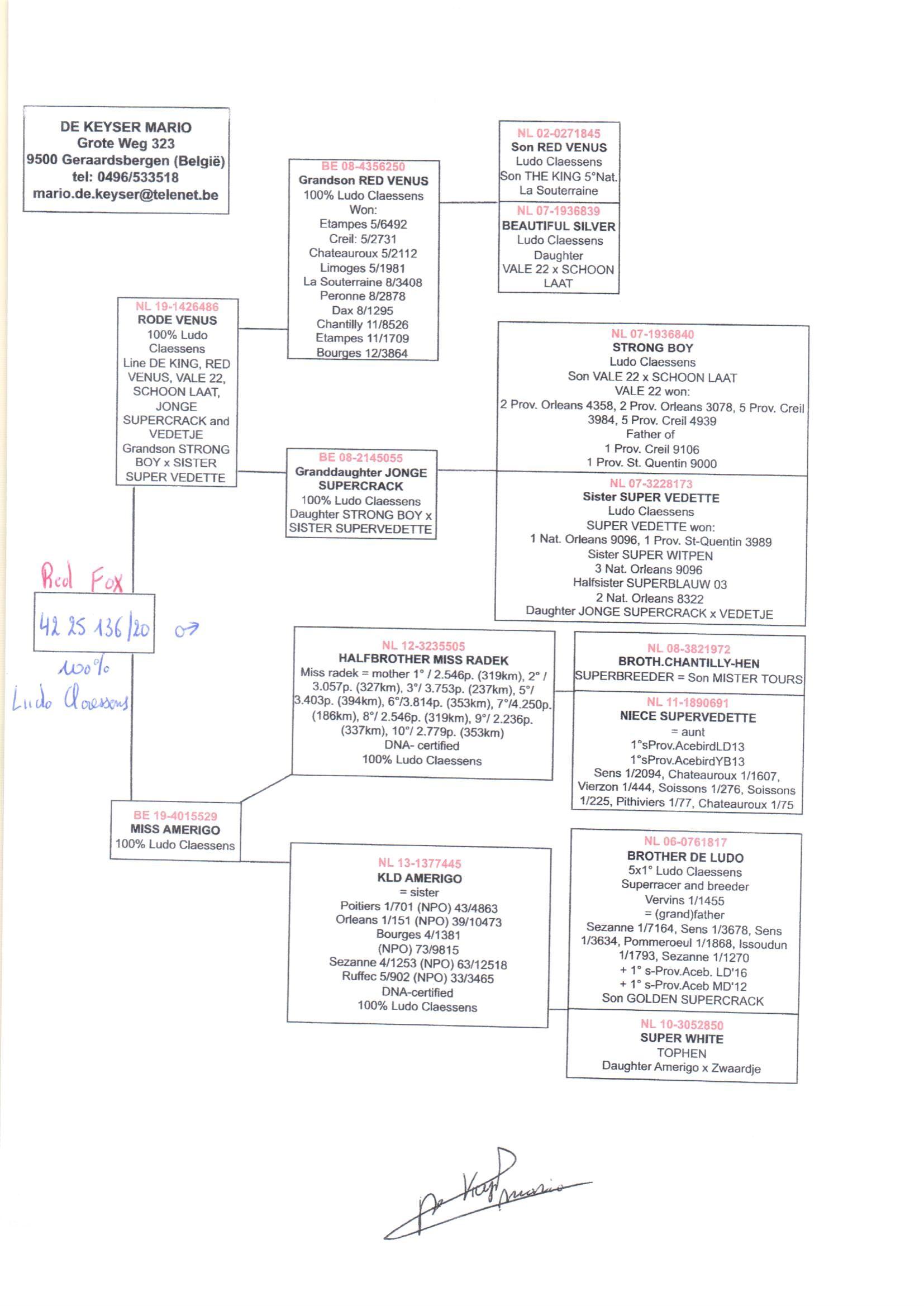 pedigree Rode Venus x Miss Amerigo 