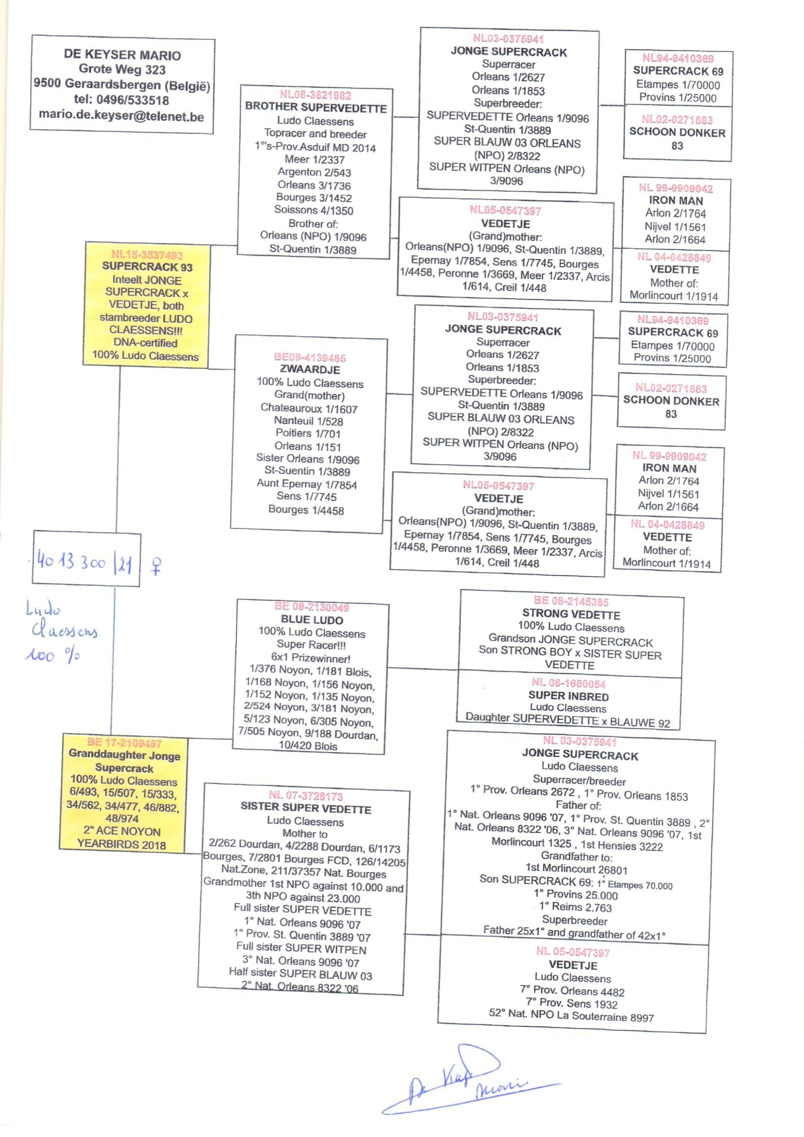 pedigree Supercrack 93 x Granddaughter Jonge Supercrack 