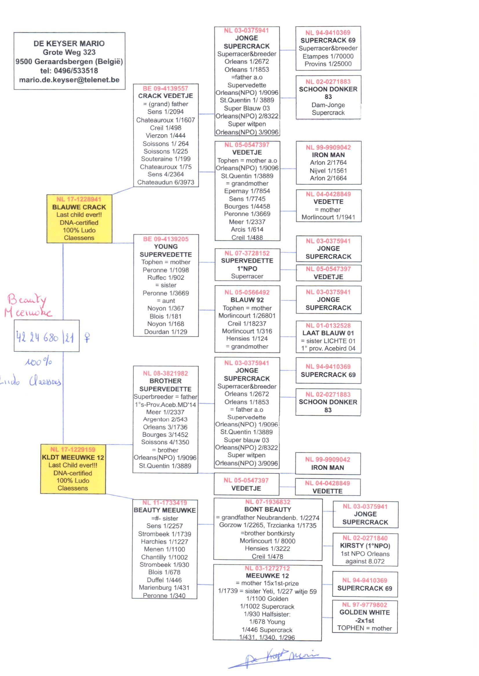 pedigree Beauty Meeuwke 