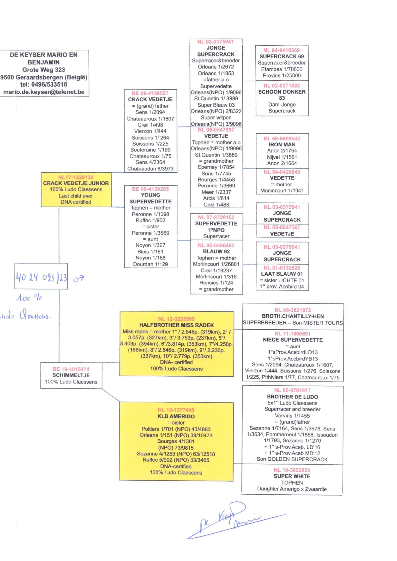 pedigree Crack Vedetje Junior x Schimmeltje 