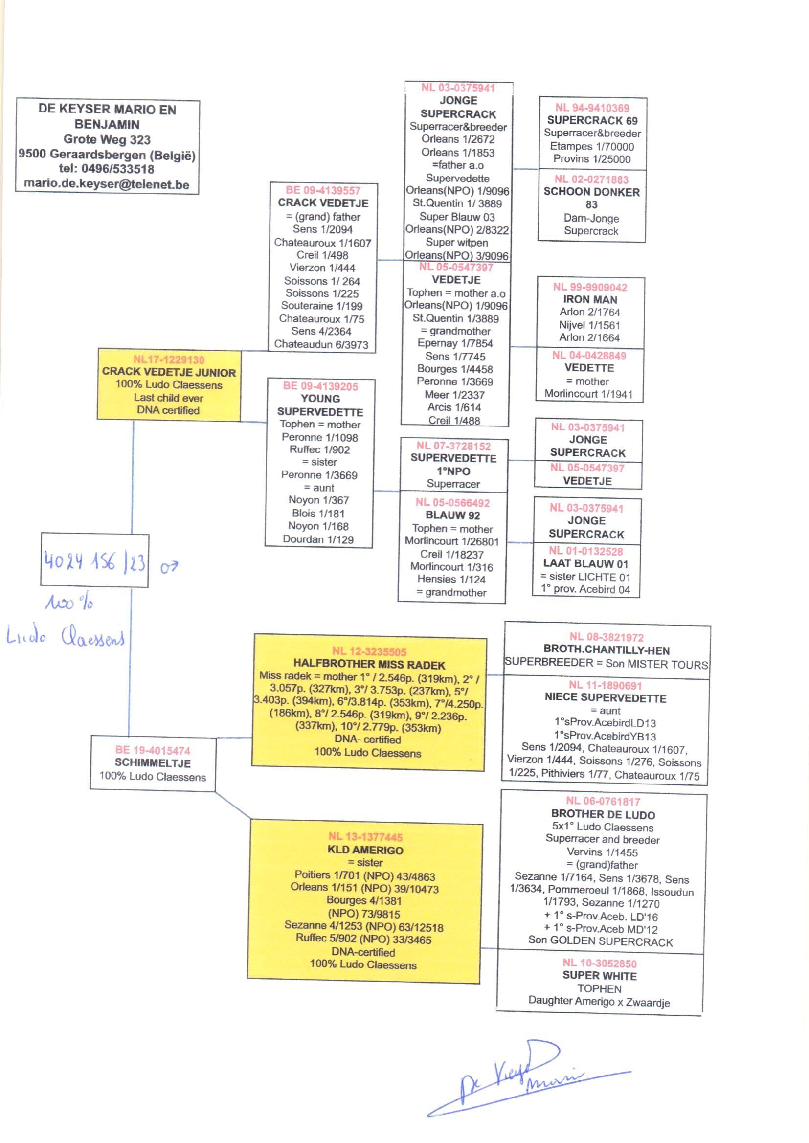 pedigree Crack Vedetje Junior x Schimmeltje 