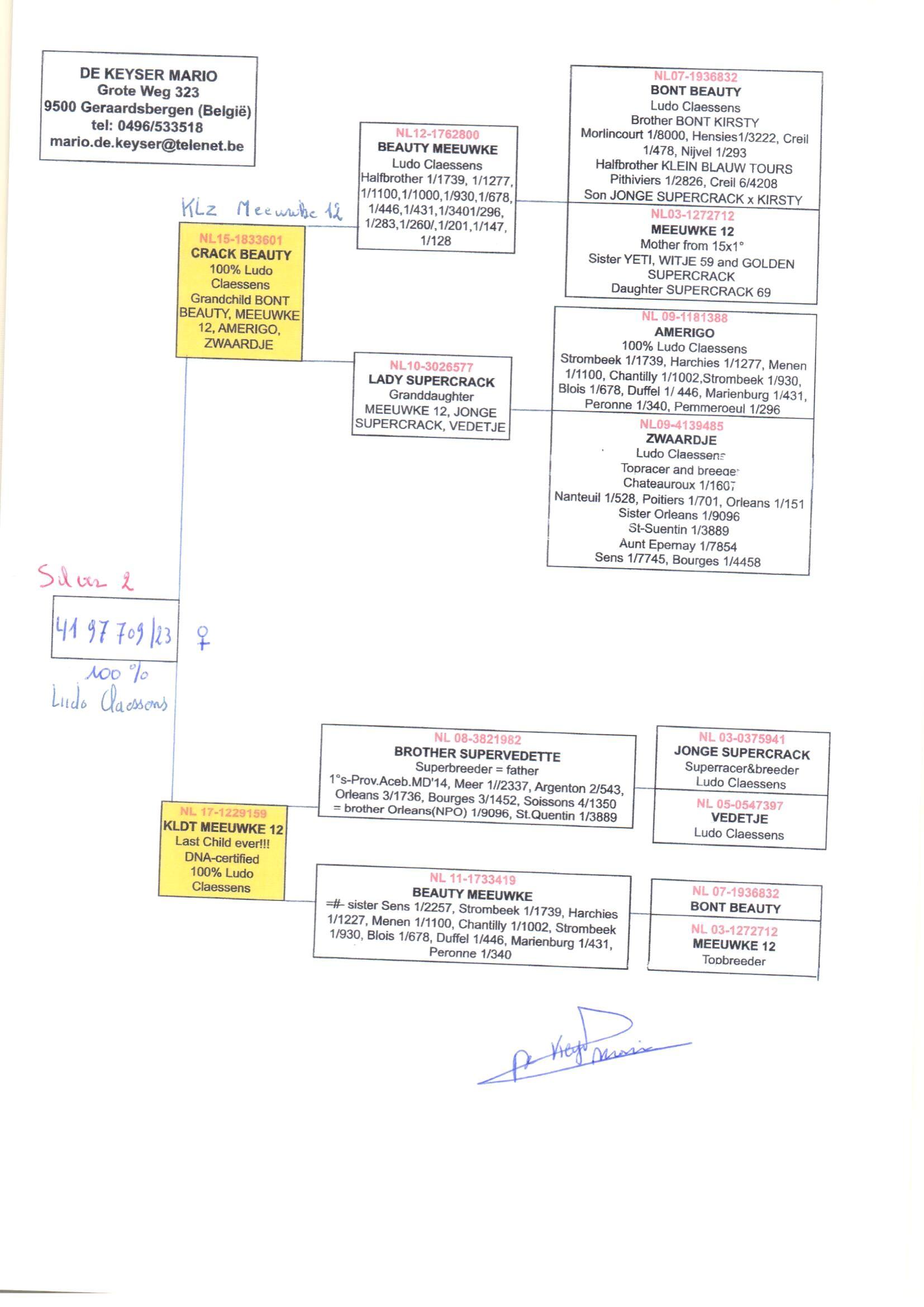 pedigree Crack Beauty x Kleindochter Meeuwke 12 