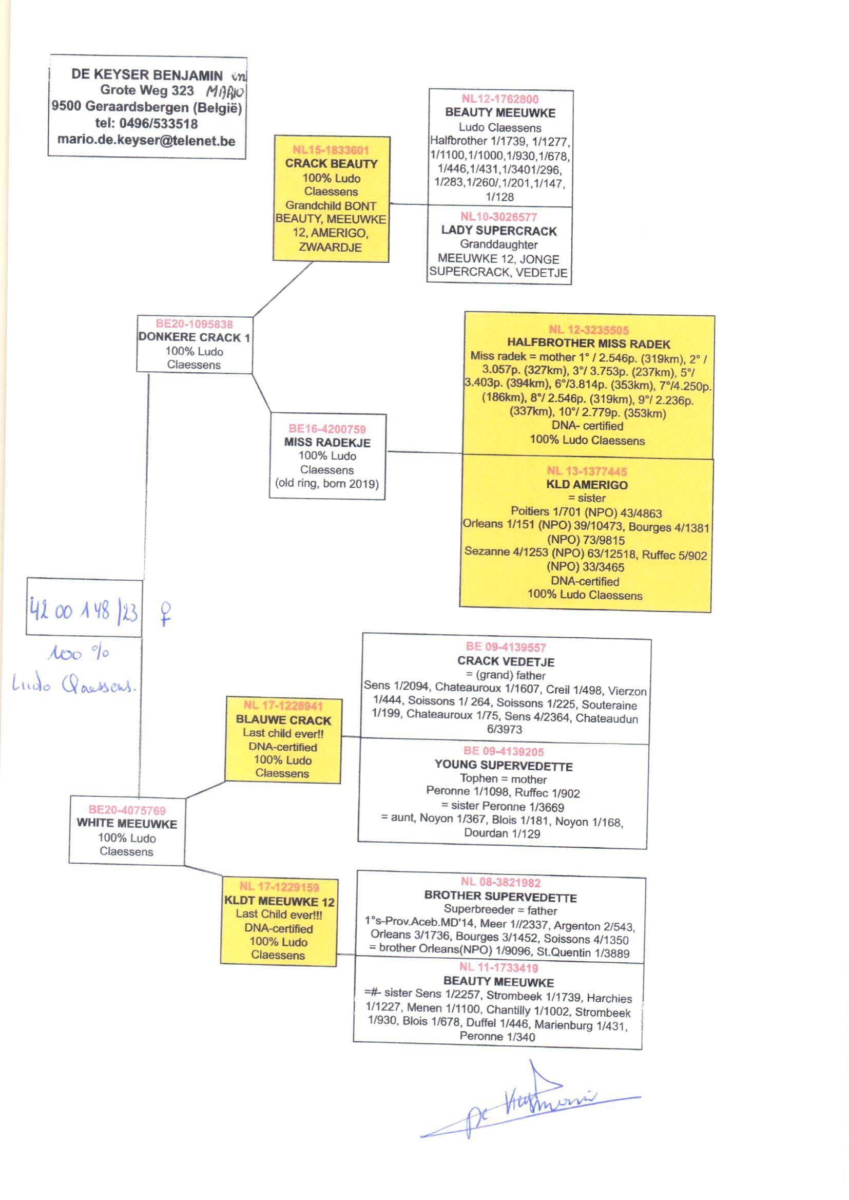 pedigree Donkere Crack 1 x White Meeuwke 