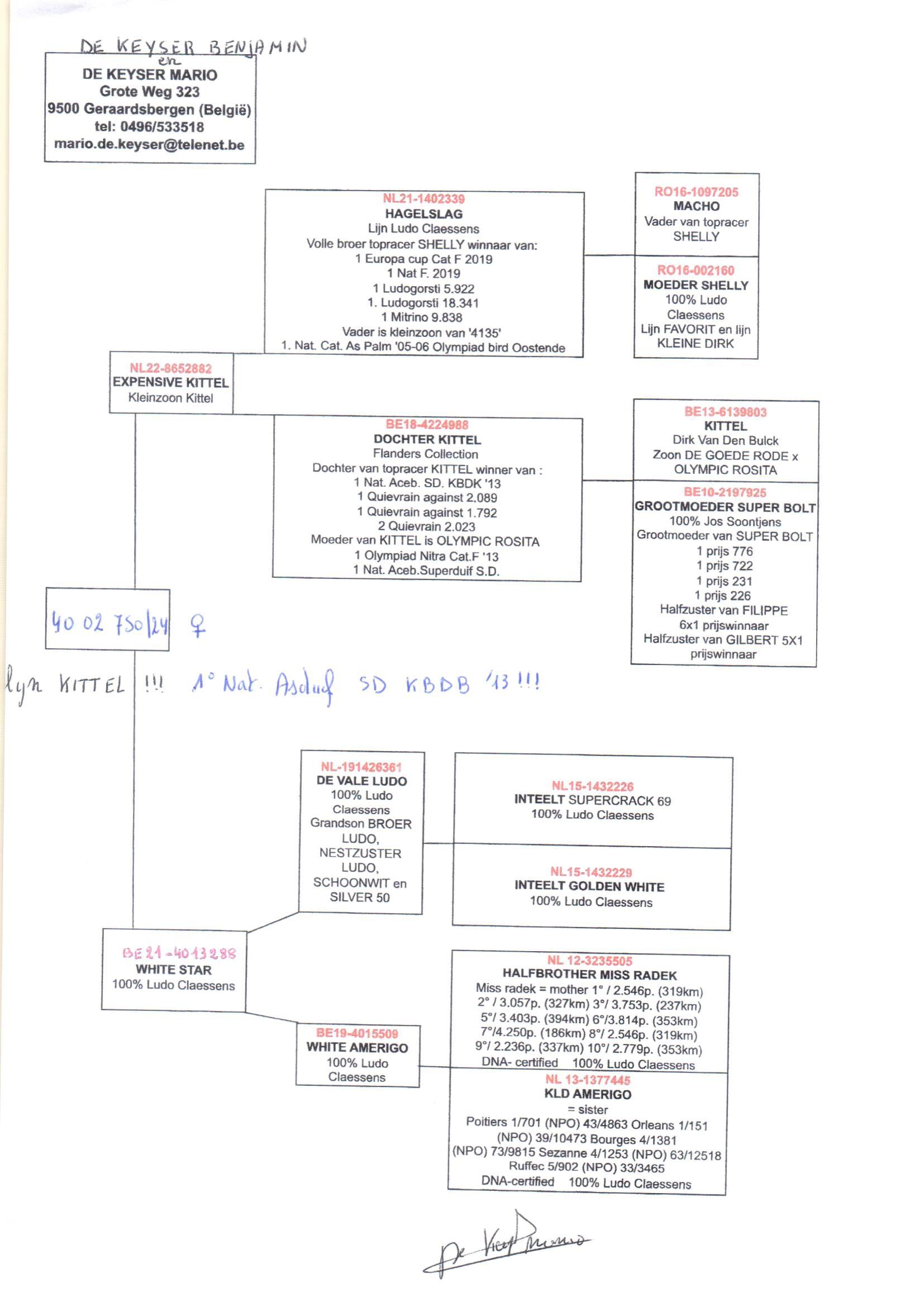 pedigree Expensive Kittel x White Star 
