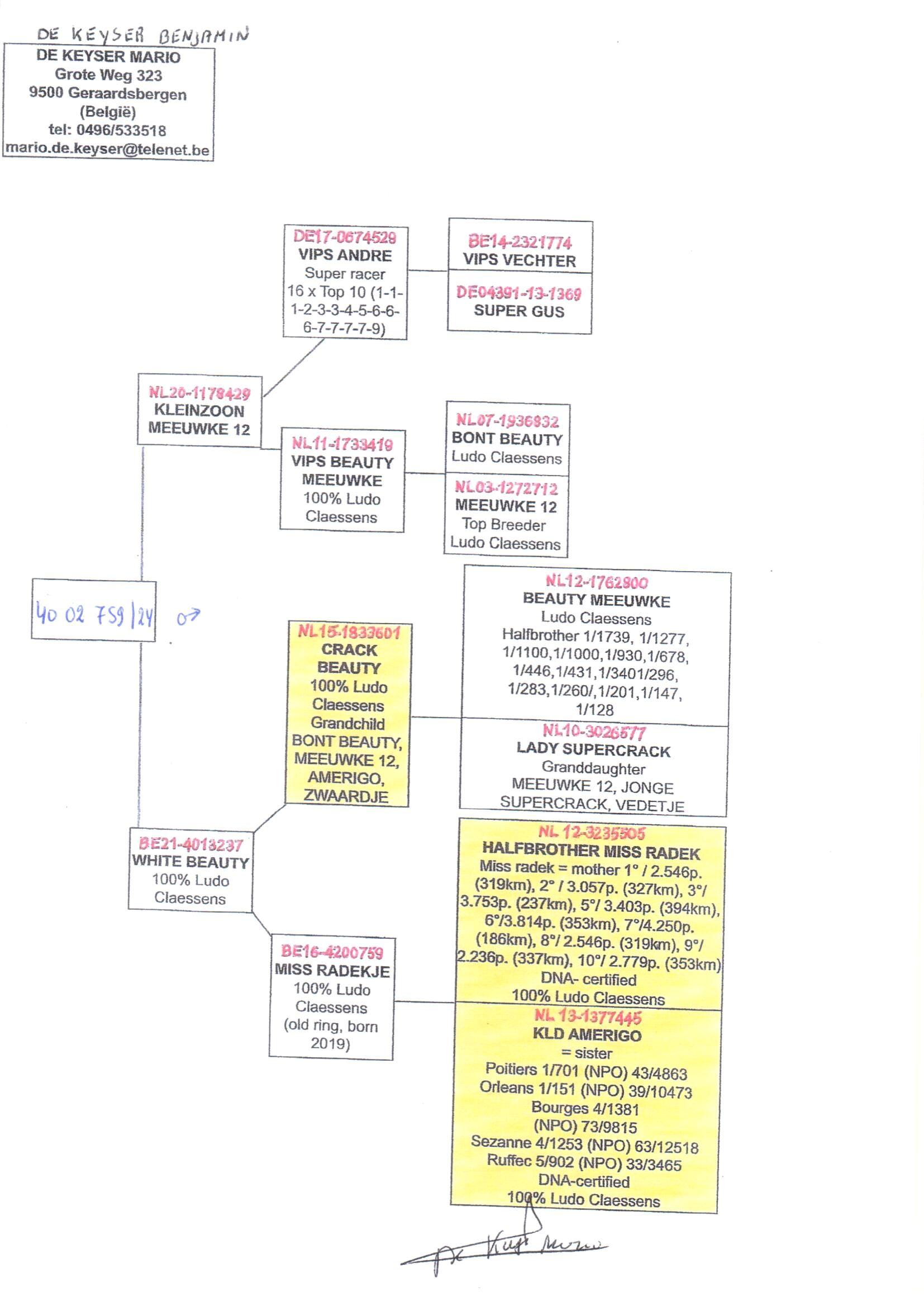 pedigree Kleinzoon Meeuwke 12 x White Beauty 