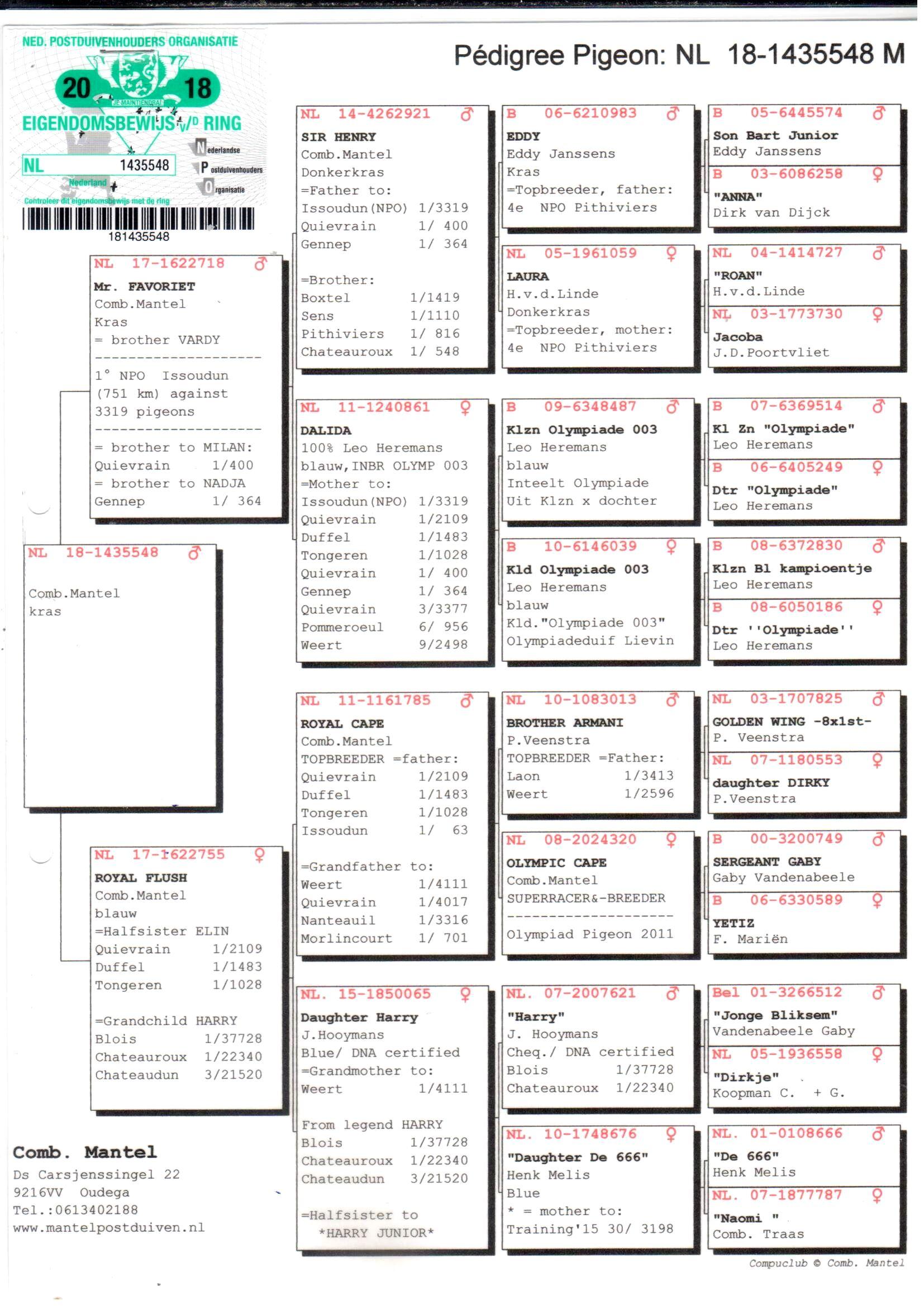 pedigree Mr Favoriet x Royal Flush 