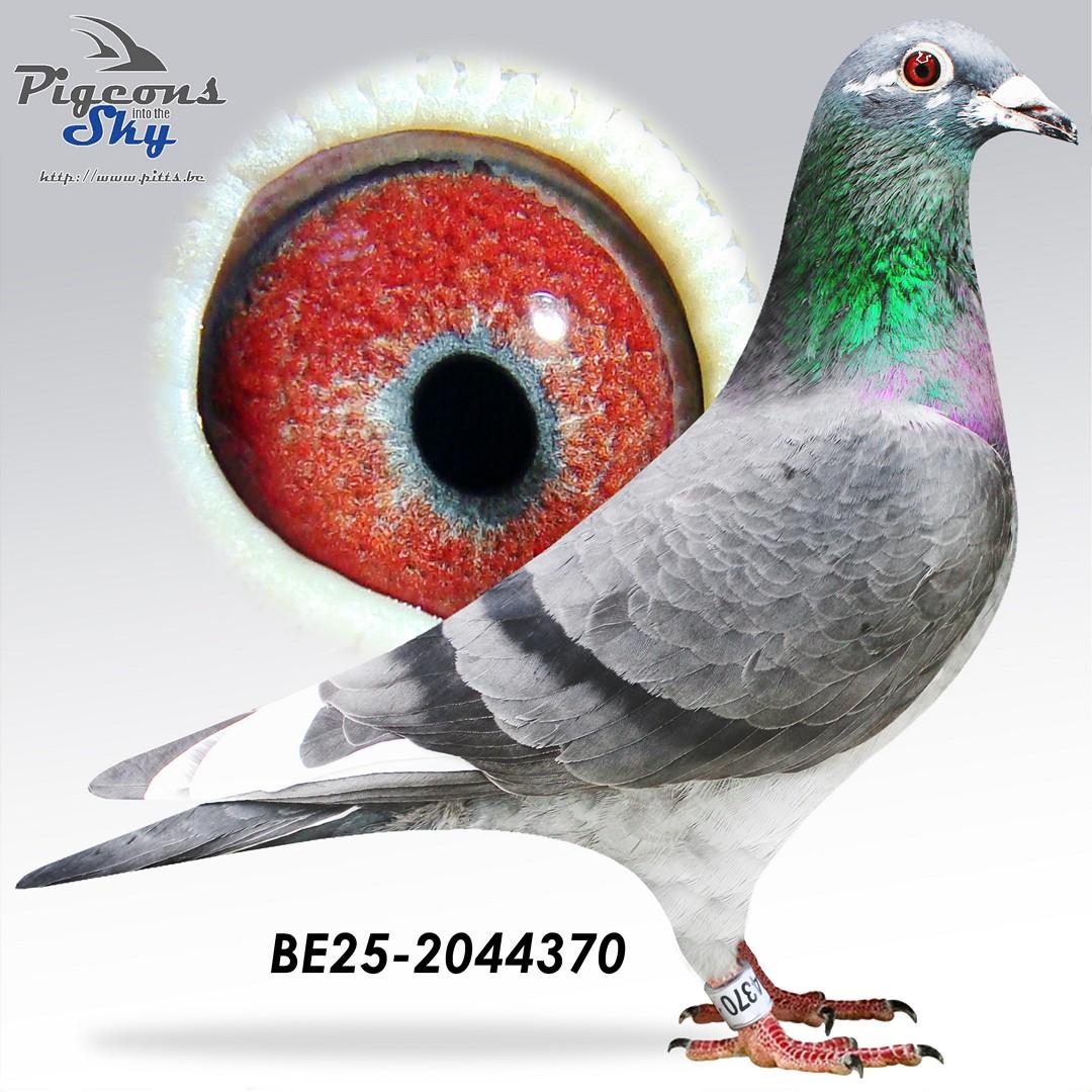 “Gracioso Hugo” - supergenen CTCT - halfbroer 11x top 20 provinciaal - kleinzoon Magic Dries