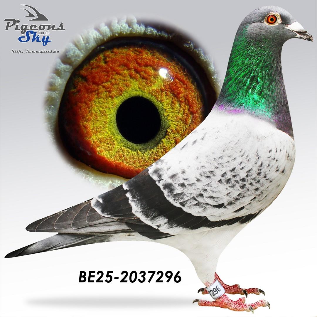 “Big Bang" - topzoon stamduif “Big Deal” x zus 1 nat. Bourges 33.410 d.