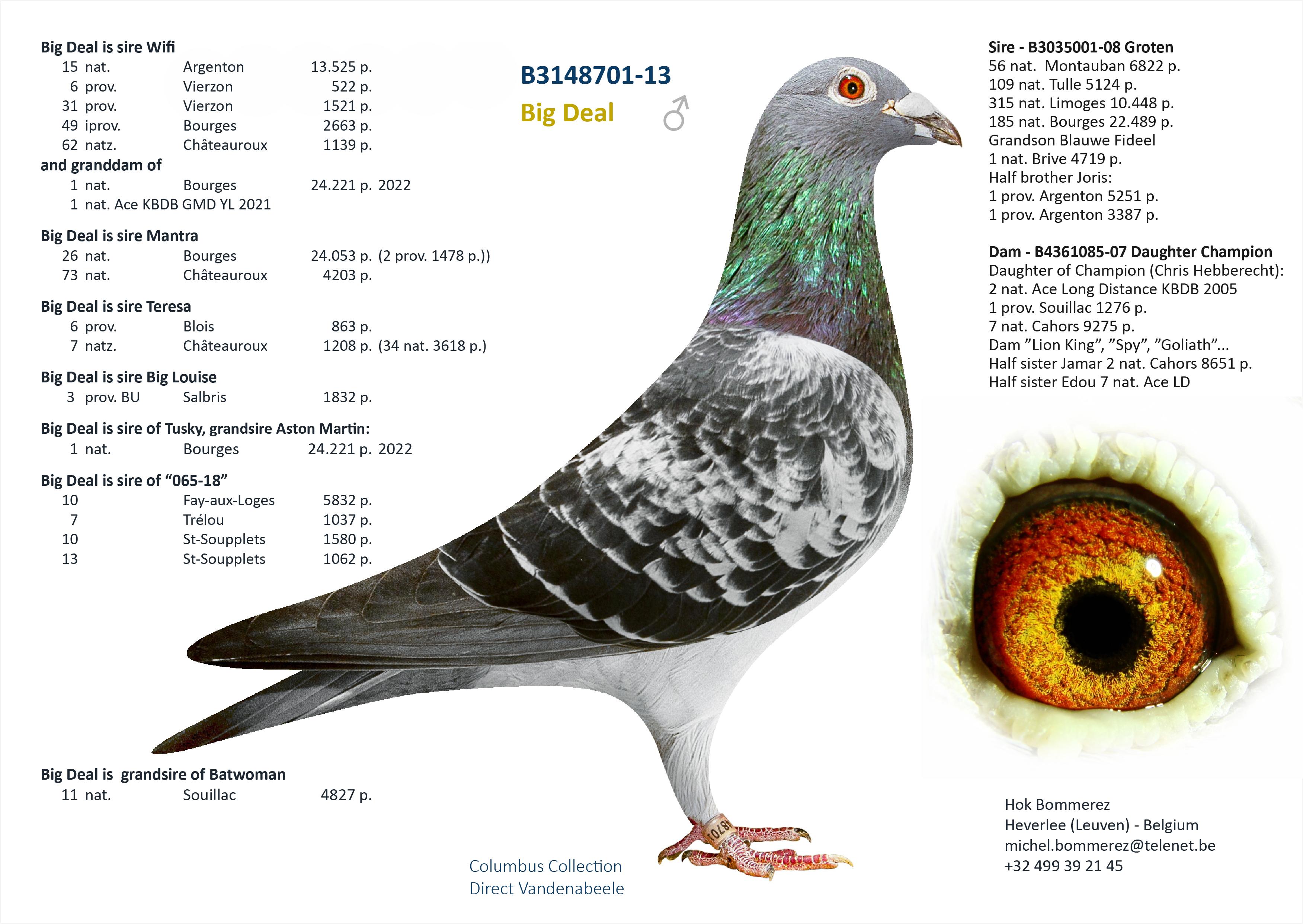 “Big Bang" - topzoon stamduif “Big Deal” x zus 1 nat. Bourges 33.410 d. - Familie