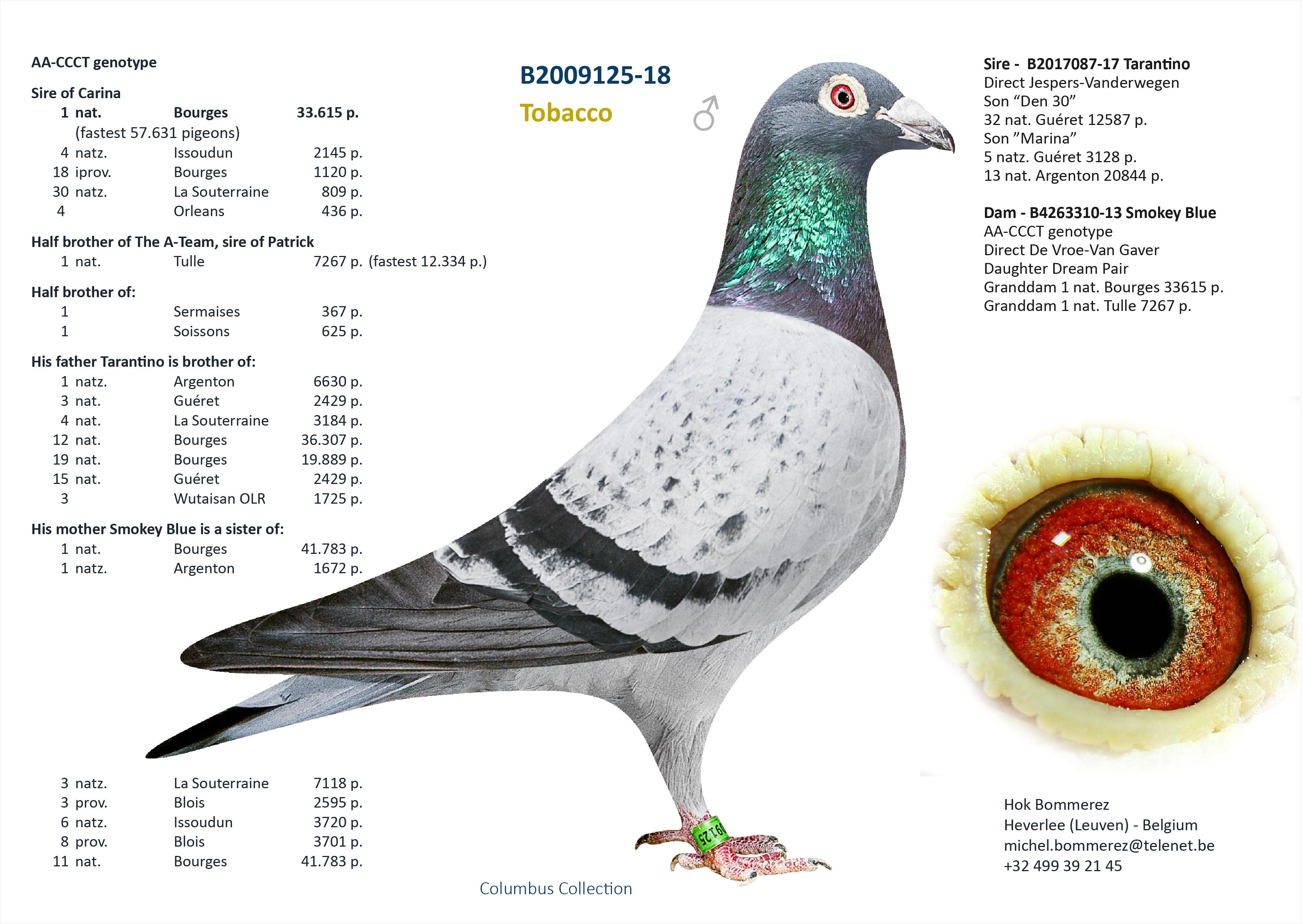 “Big Bang" - topzoon stamduif “Big Deal” x zus 1 nat. Bourges 33.410 d. - Familie