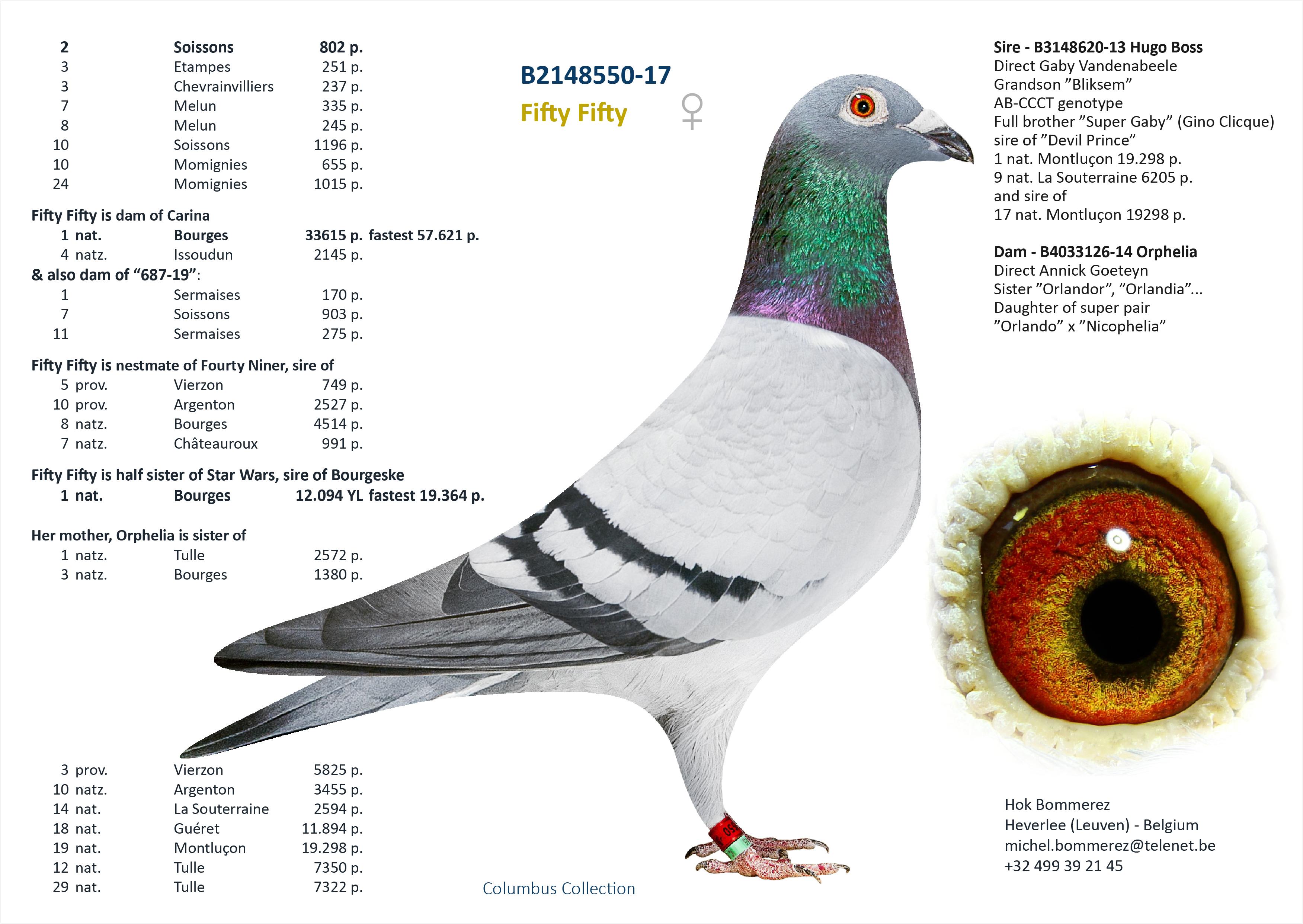 “Big Bang" - topzoon stamduif “Big Deal” x zus 1 nat. Bourges 33.410 d. - Familie