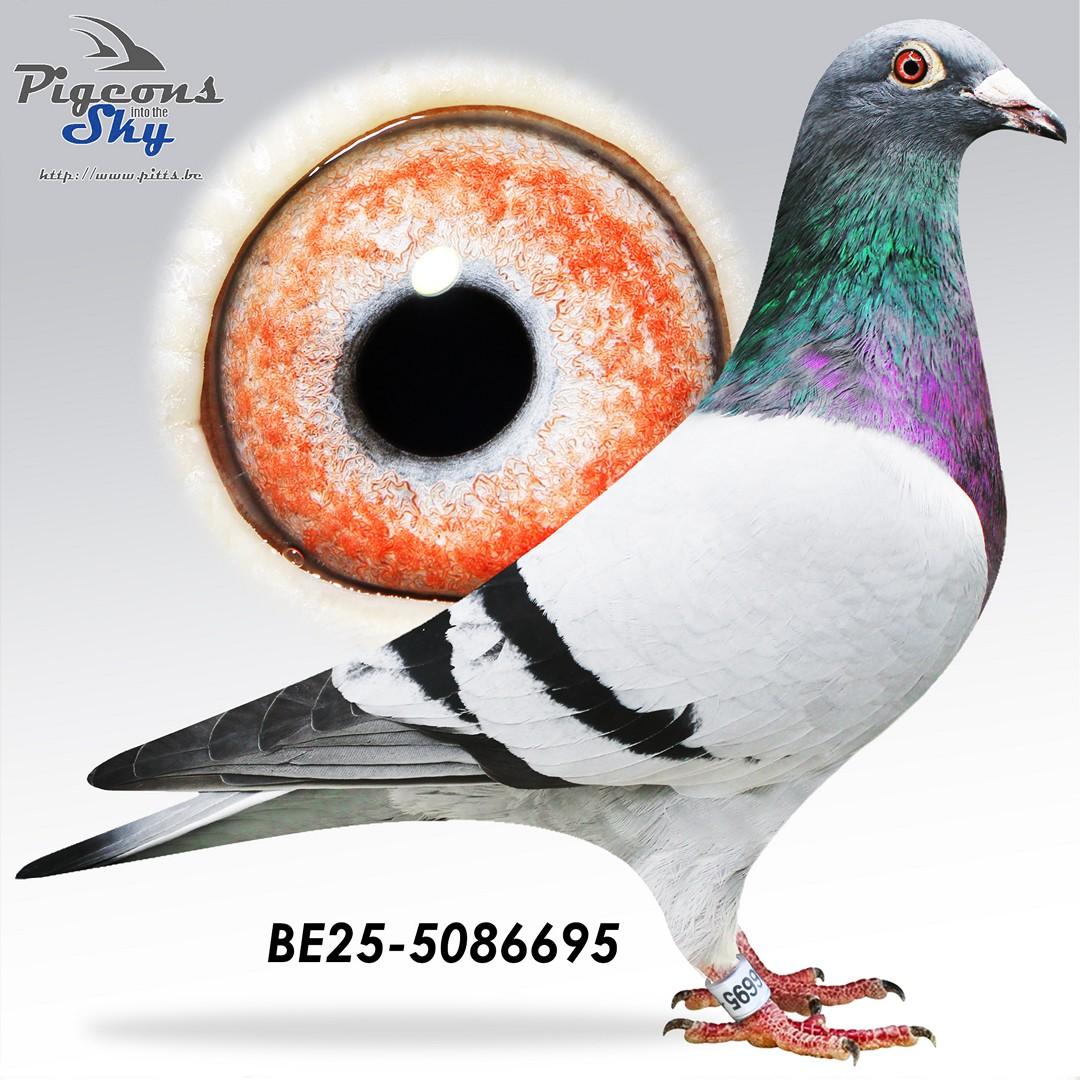 Lijn De Bruijn Willem x Dochter Dora 