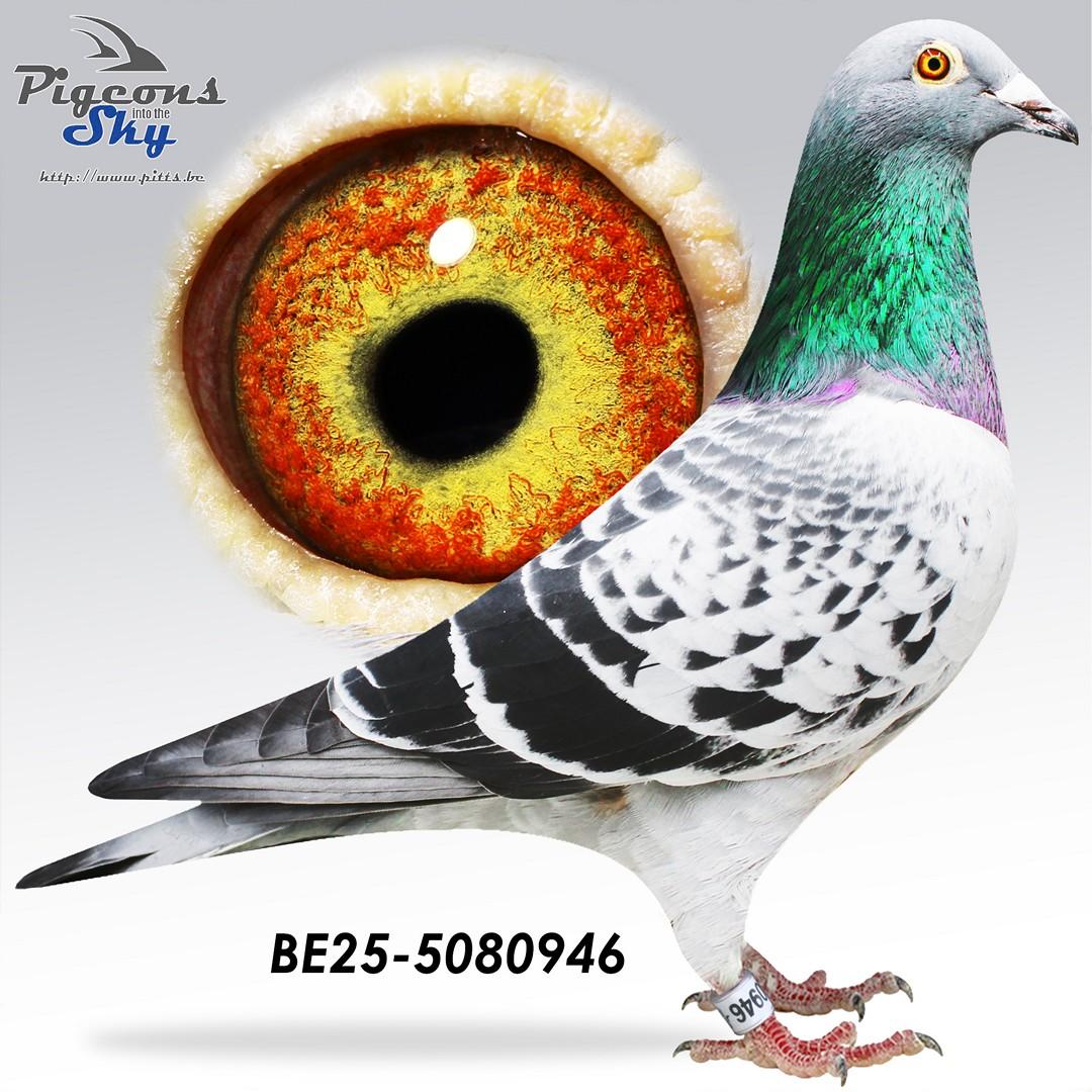 Zoon Rambo x Dochter De Straaljager 