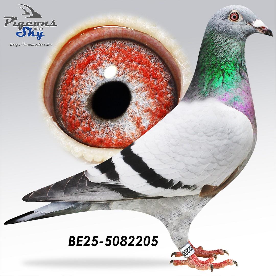 Kleinzoon Rambo x Lara 