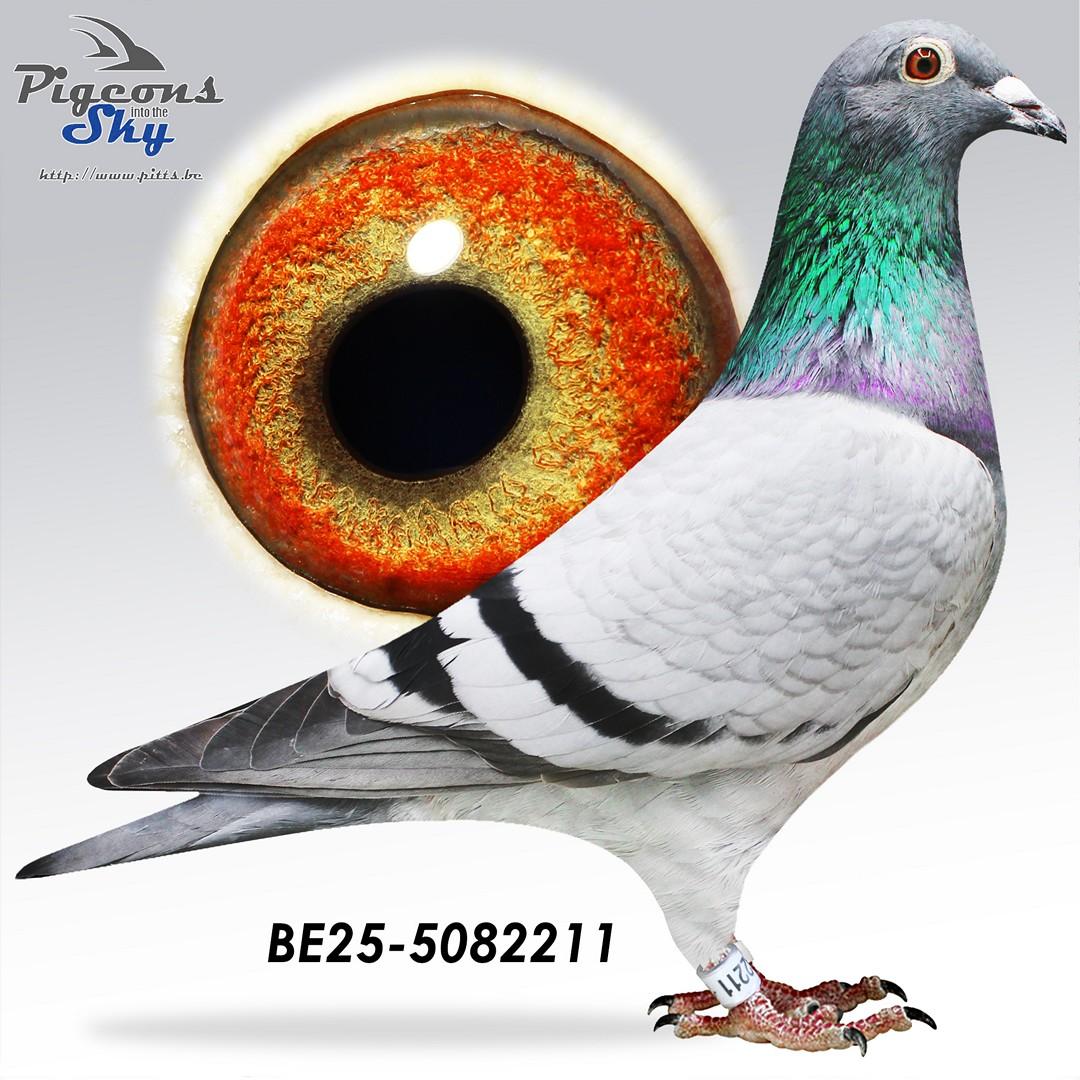 Zoon Rambo x Lijn De Bruijn Willem 