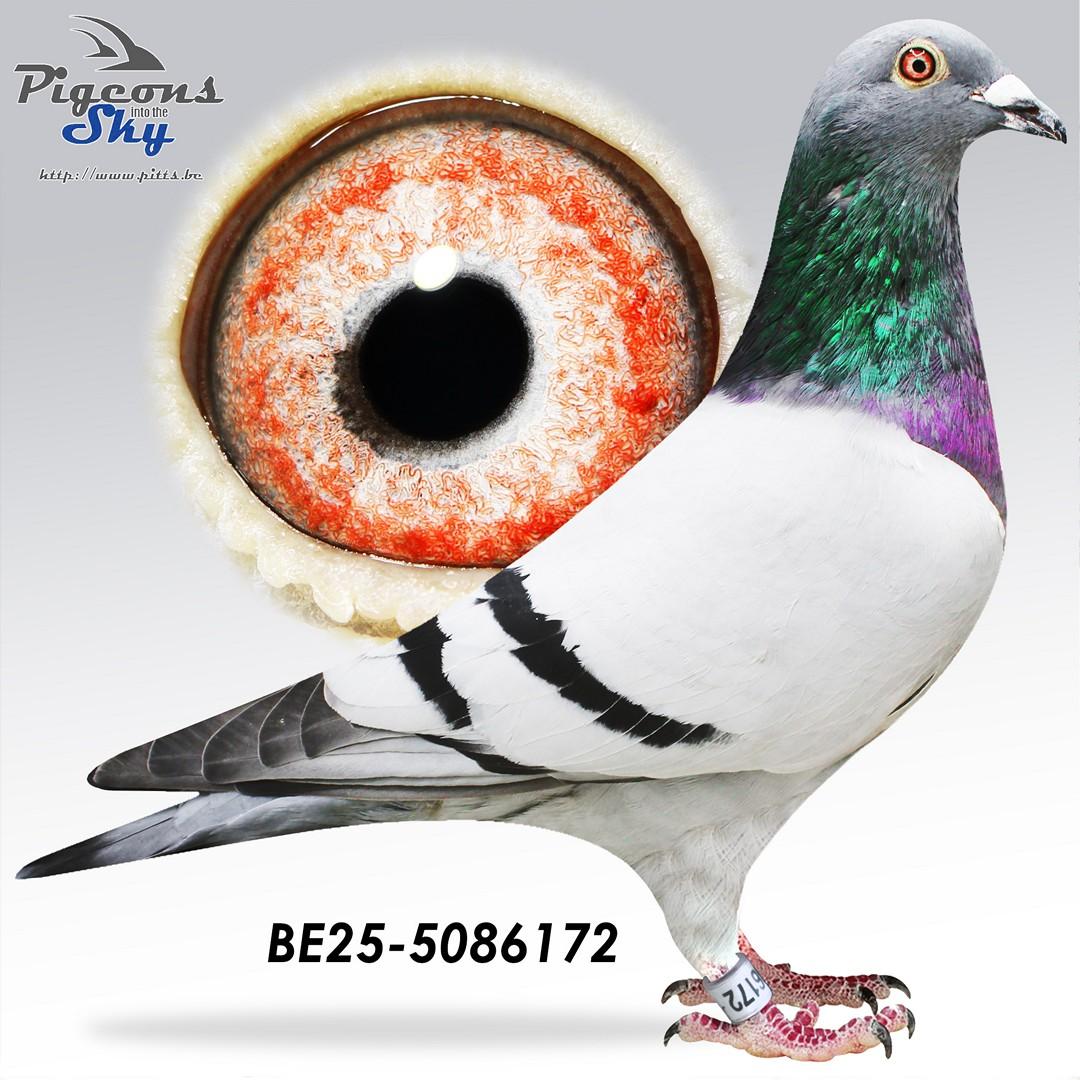 Inteelt Ilse x Dochter Mila 