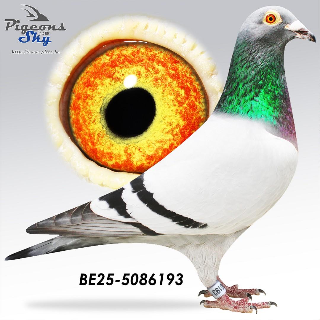 Zoon De Straaljager x Mila 