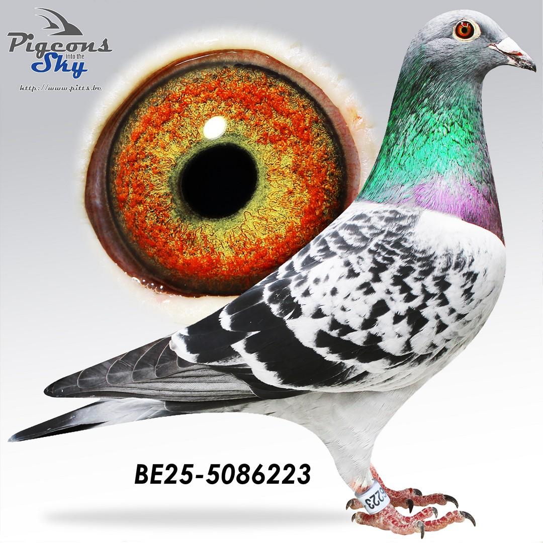 Lijn De Bruijn Willem x 1° As Fond MKFV ’21