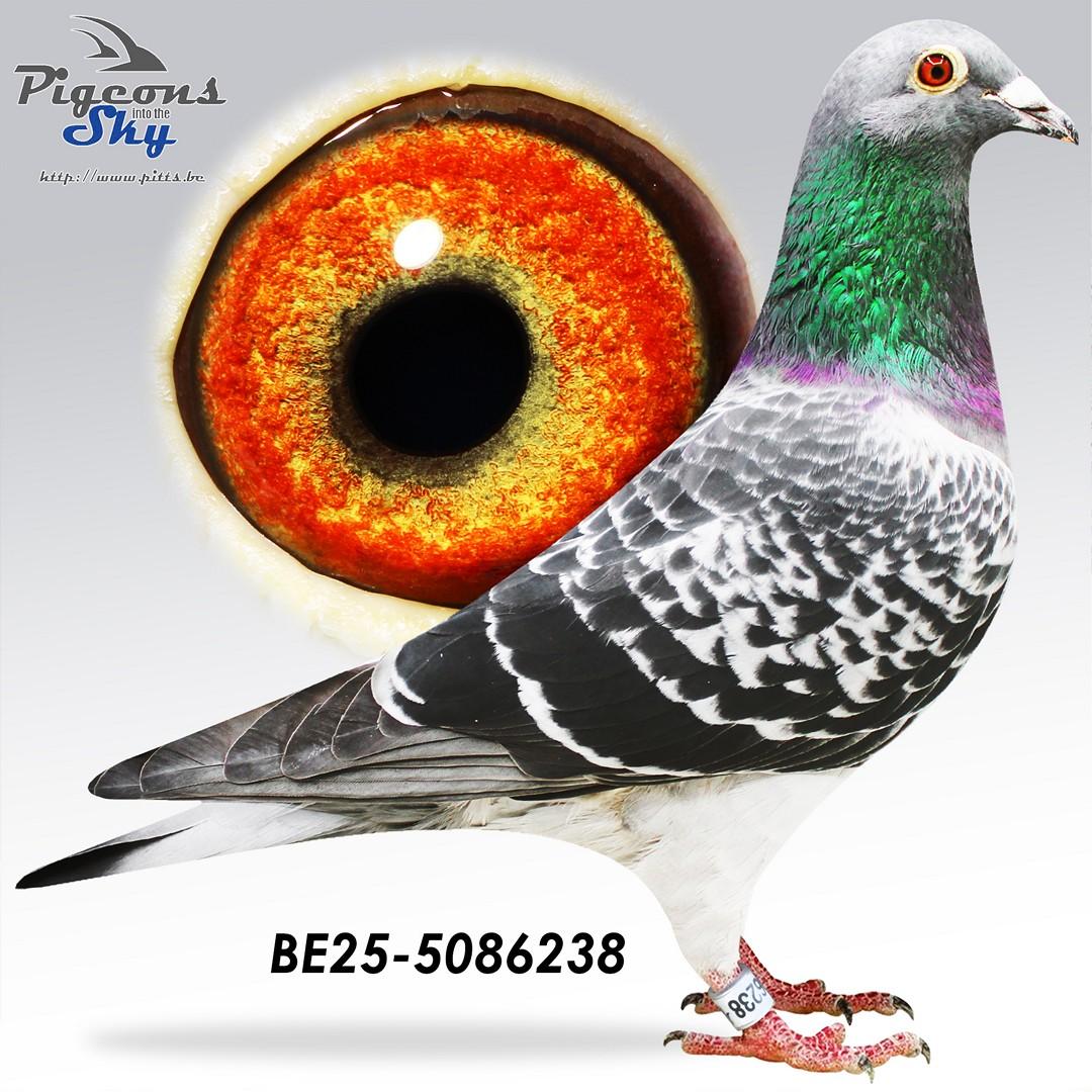 Zoon Rambo x Lijn De Bruijn Willem 