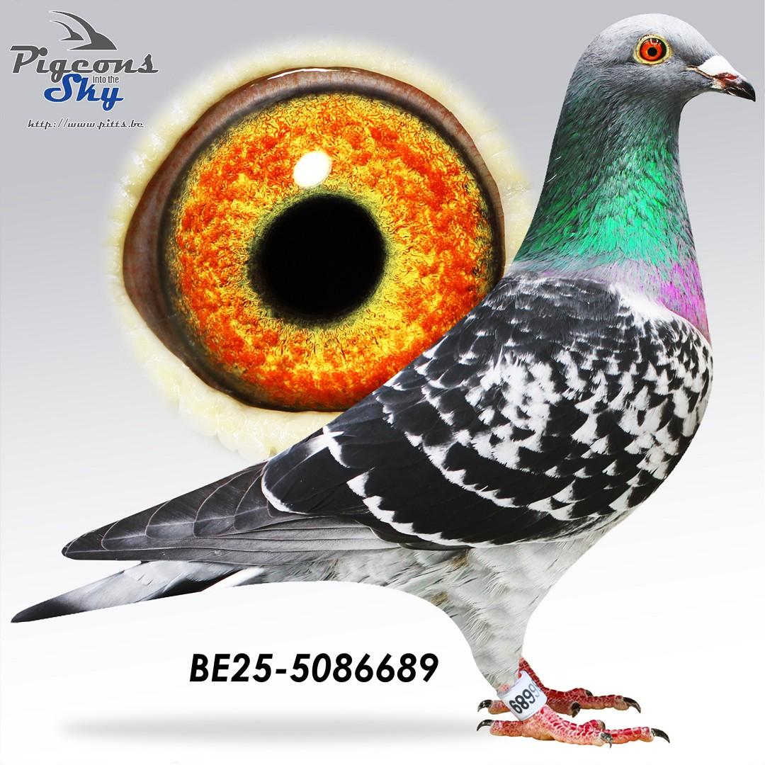 Vader Ilse x Hermans 