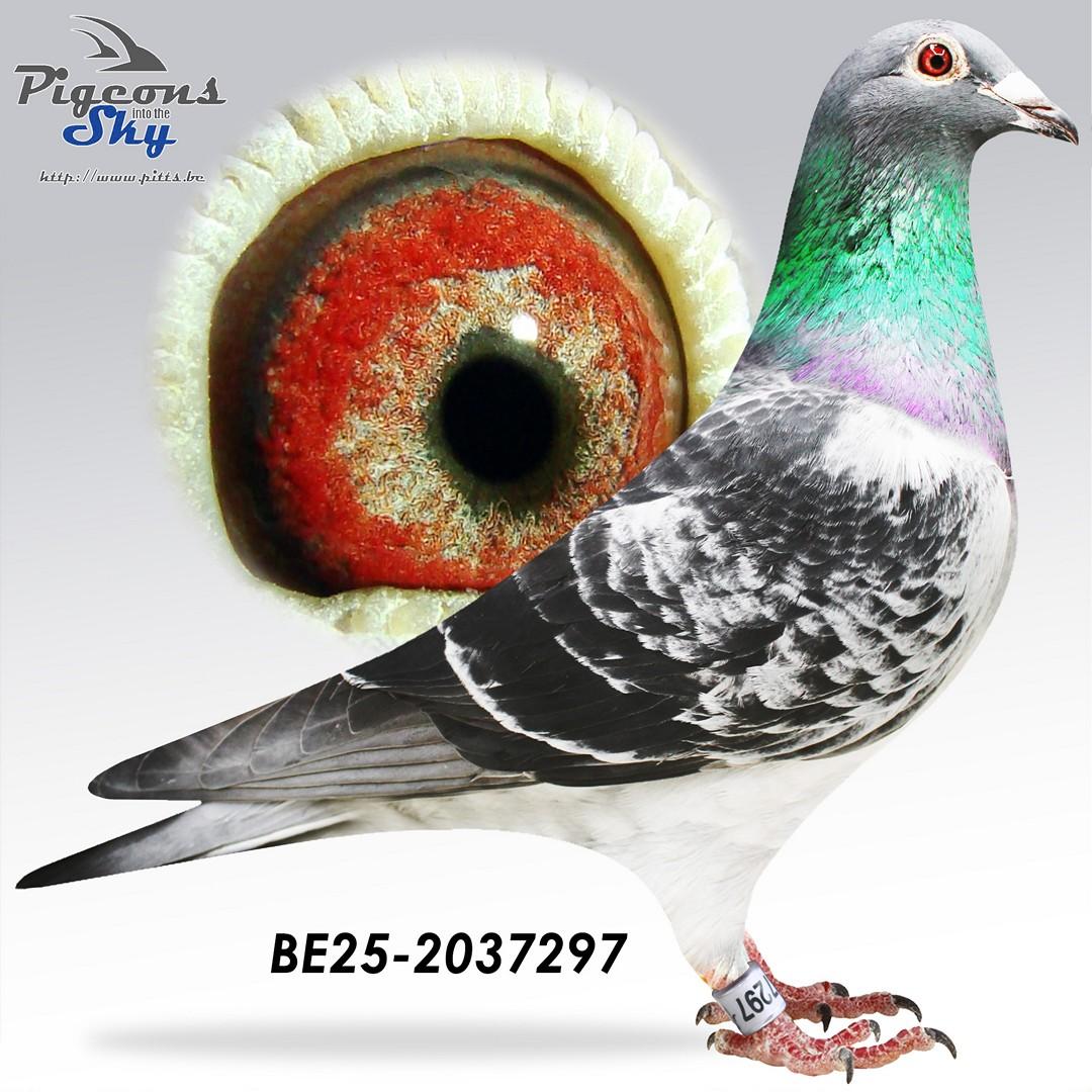 “Big Boss" - genotype CTCC - topzoon stamduif “Big Deal” x zus 1 nat. Bourges 33.410 d.