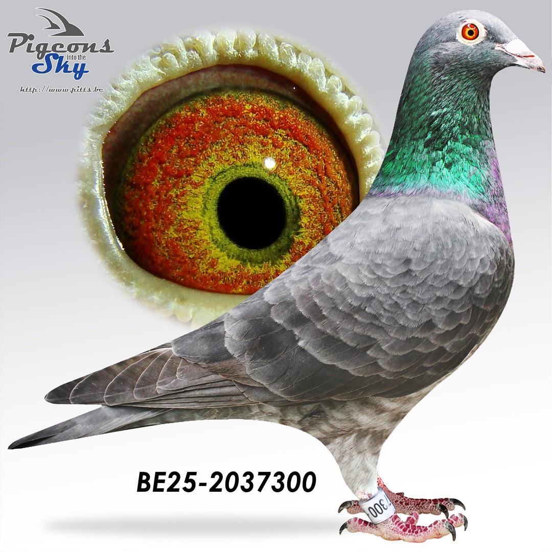 “Magpie" zoon “Tiny Rebel” 1 prov. BU Argenton 1559 d. - 3 prov. Salbris 1655 d. - 8 nat. zone Bourges 4514 d.