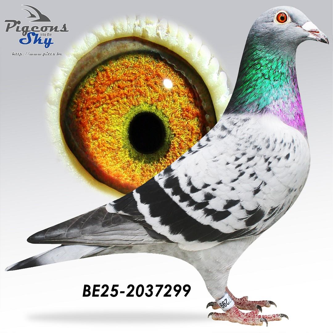 “Rowana" - dochter “Tiny Rebel” 1 prov. BU Argenton 1559 d. - 3 prov. Salbris 1655 d. - 8 nat. zone Bourges 4514 d.