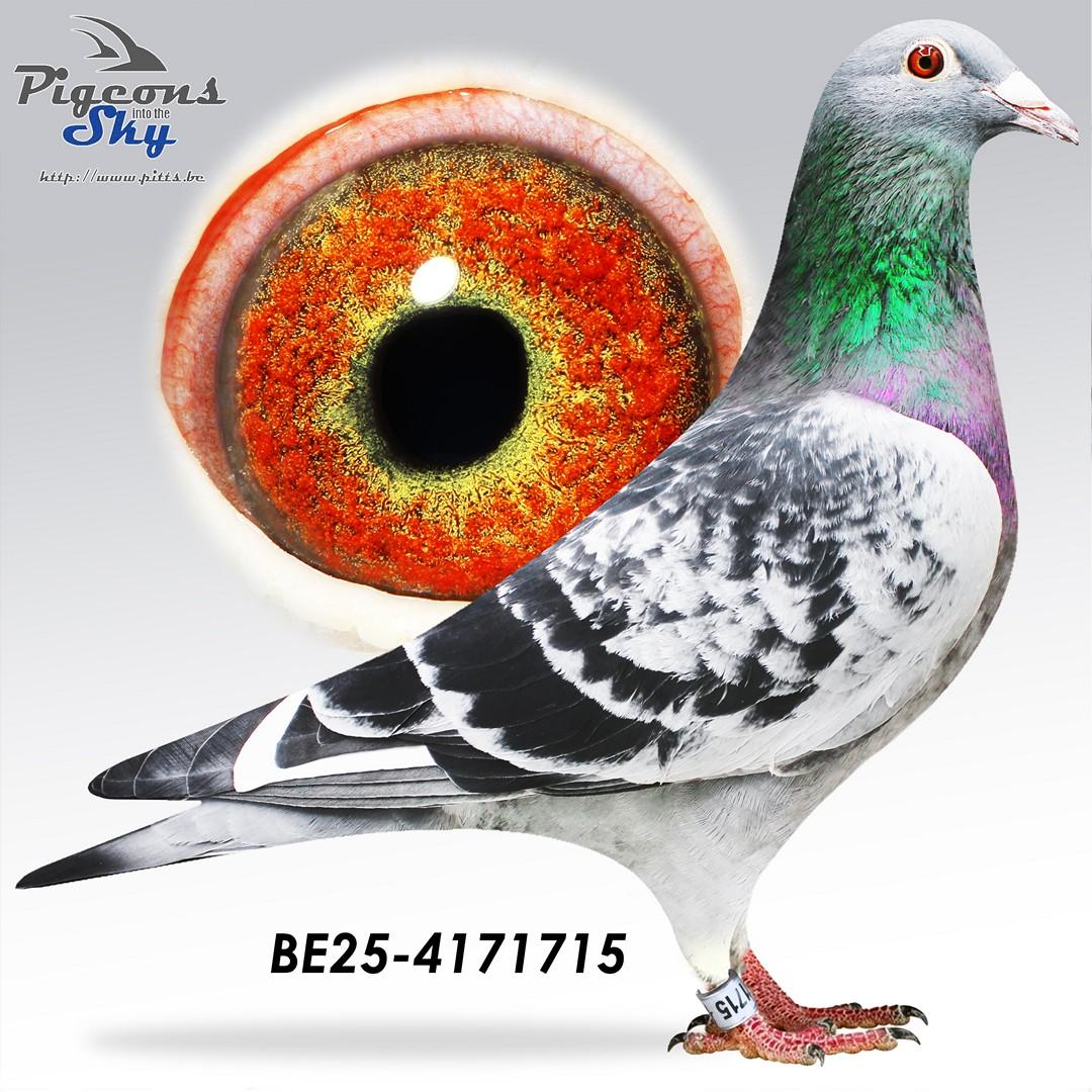 Caprio 518 x Big Lady 