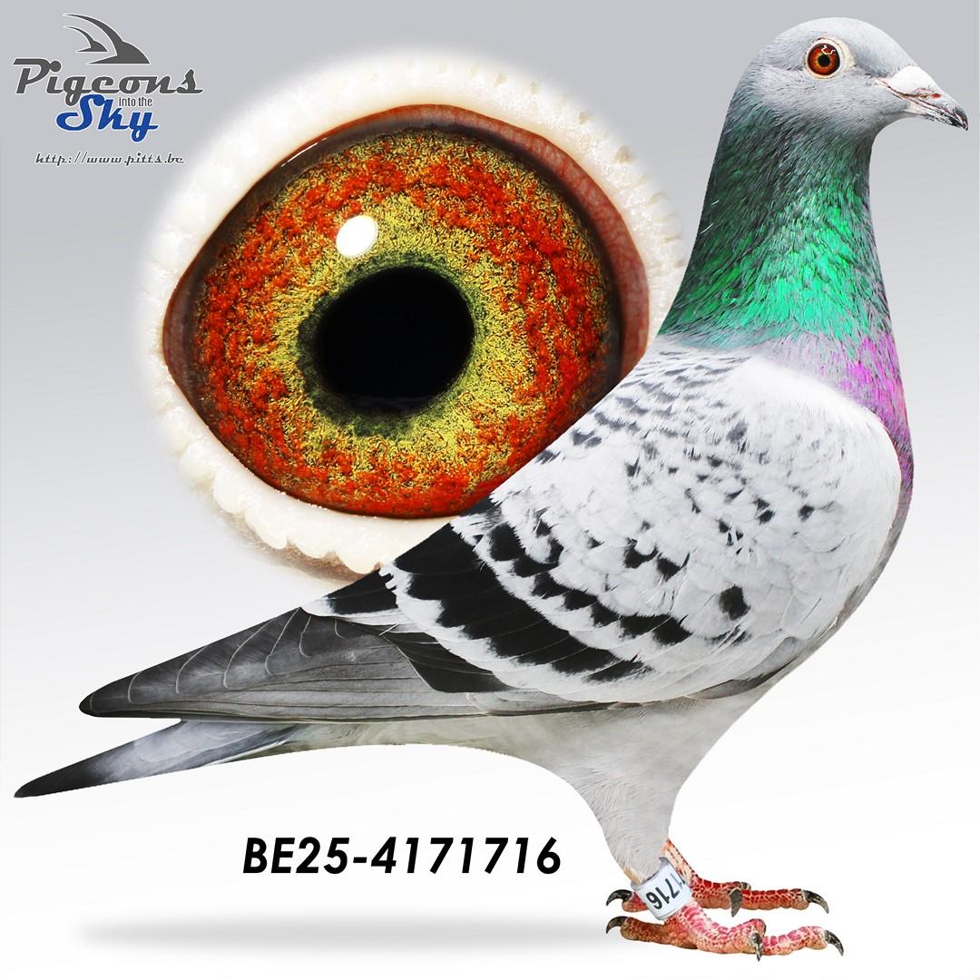 Caprio 518 x Big Lady 