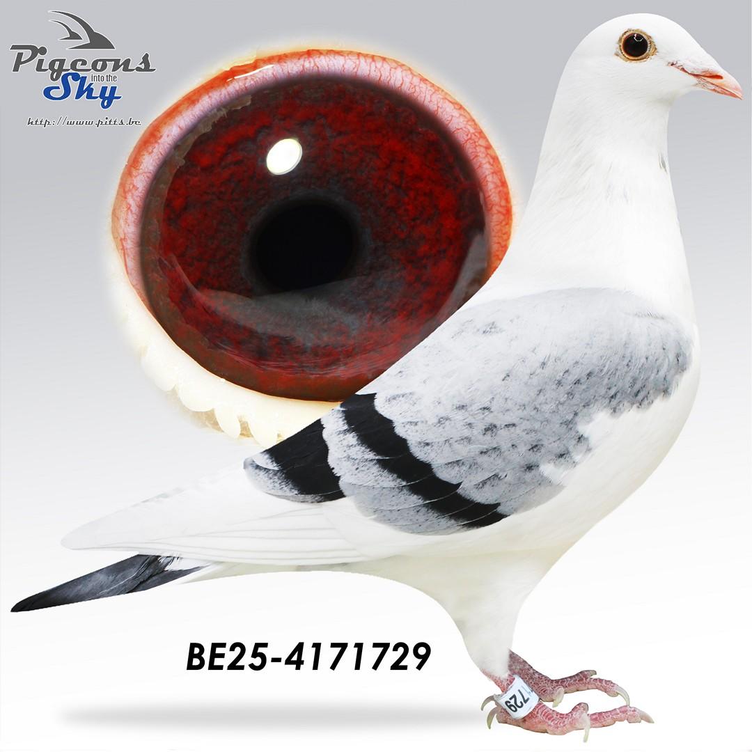 Brother All Star x Daughter 181/20 