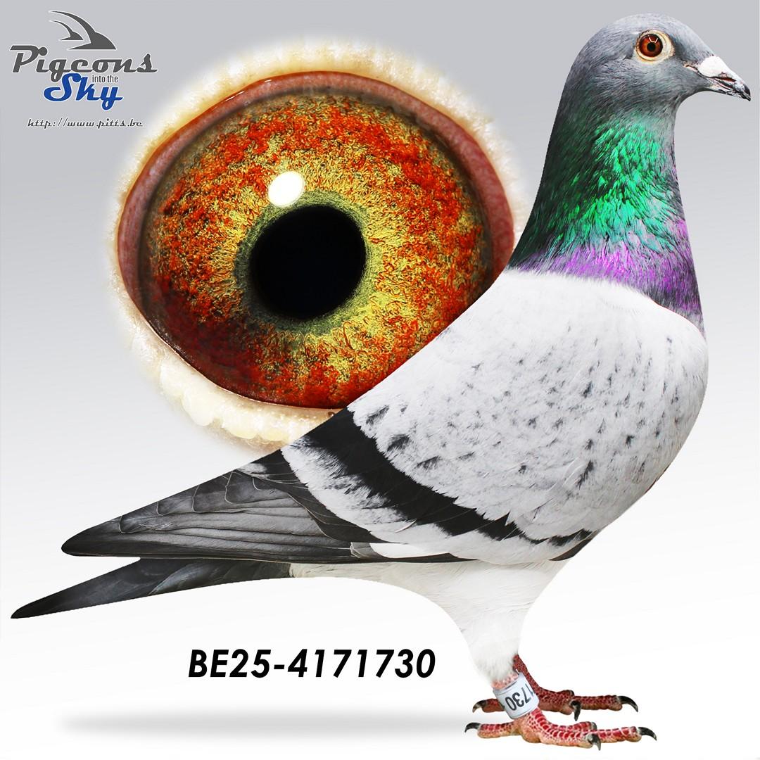 Brother All Star x Daughter 181/20 