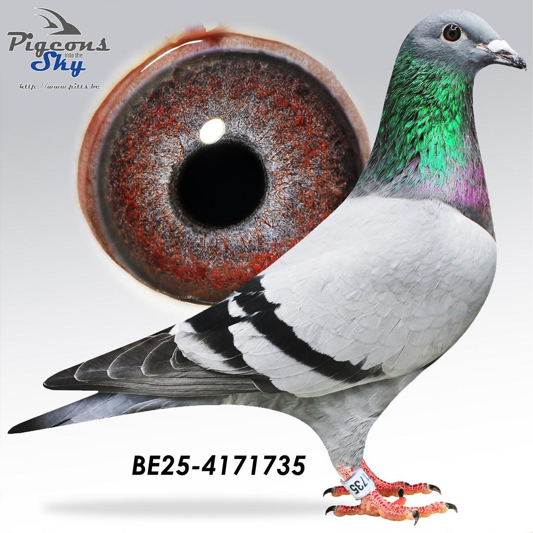 Big Bart x Fluweelke 