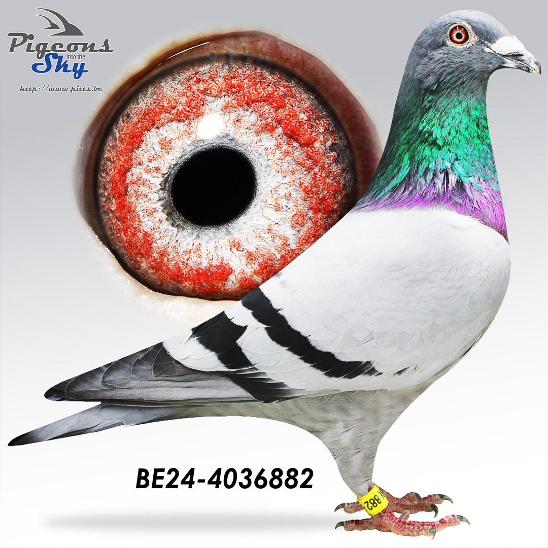 Kleinzoon Extreem x Kleindochter Den Ad 