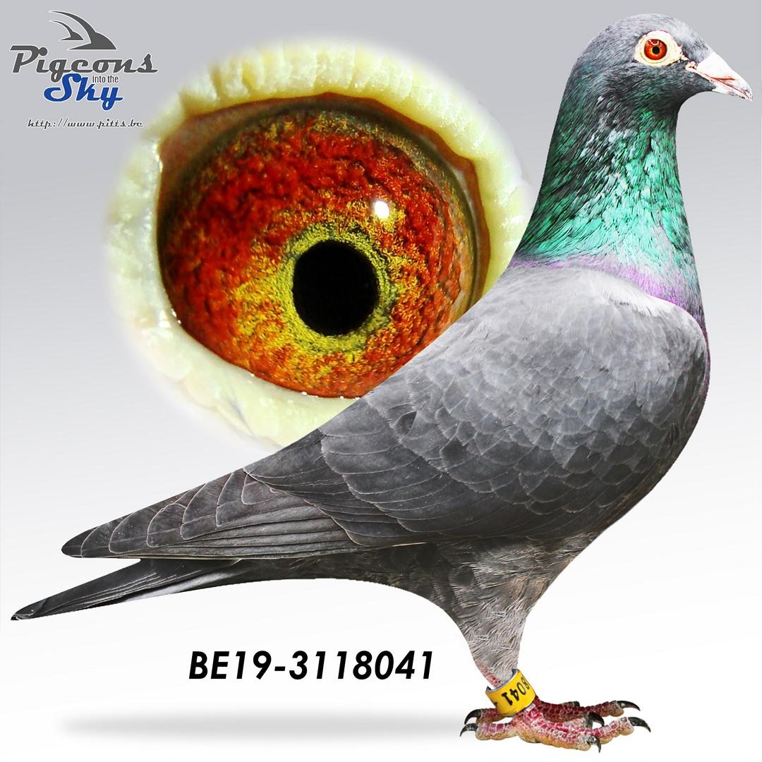 “Black Sabbath”, moeder “008” (4 prov. Argenton 684 d. & 25 prov. Bourges II 1394 d.)