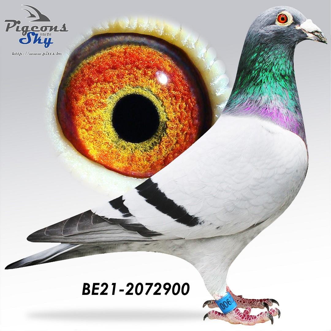 “Falcon", AA genotype, halfbroer van topvliegsters “Ivy Blue”, “Tiny Rebel” en “Calliope”  