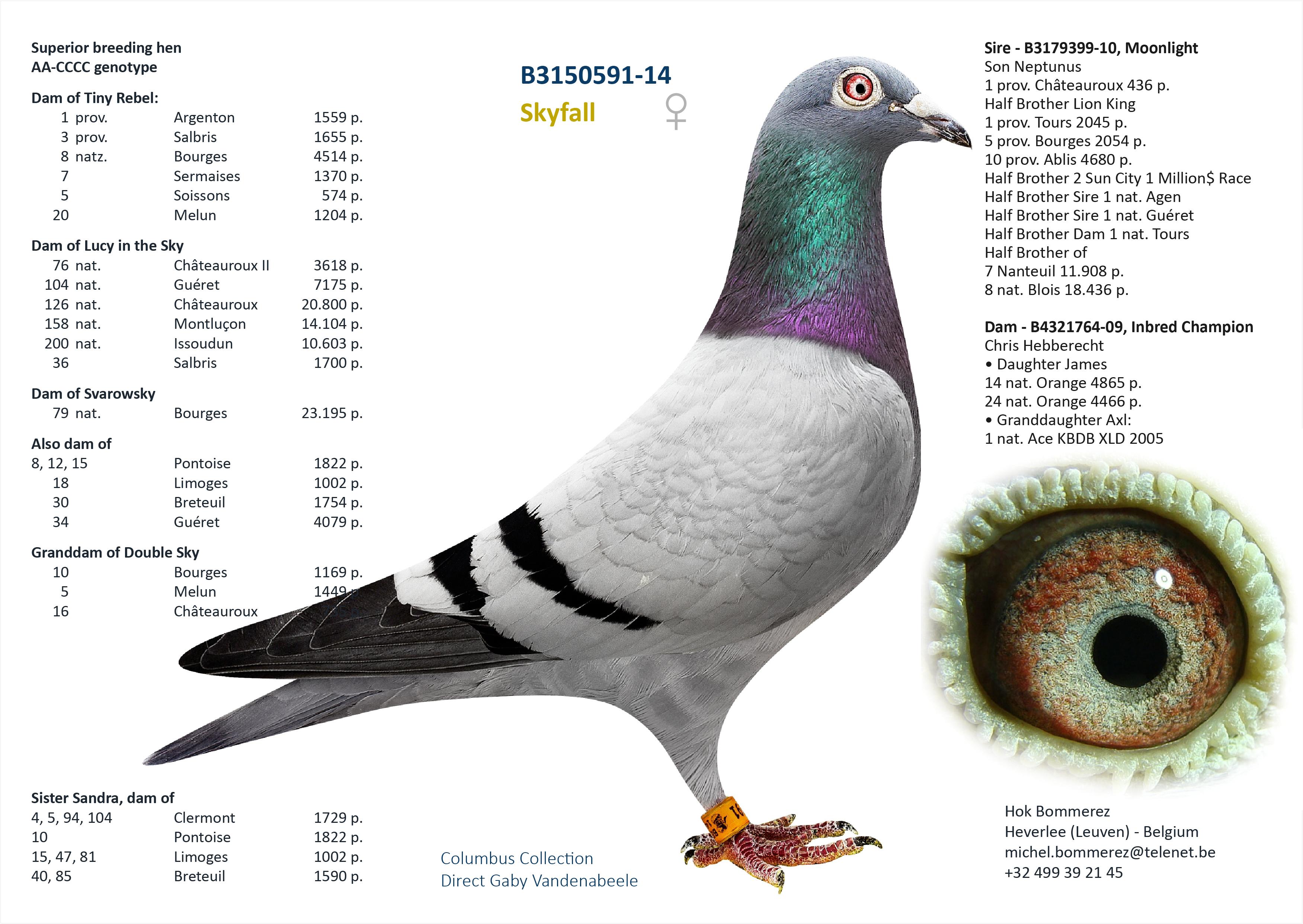 “Falcon", AA genotype, halfbroer van topvliegsters “Ivy Blue”, “Tiny Rebel” en “Calliope”   - Familie