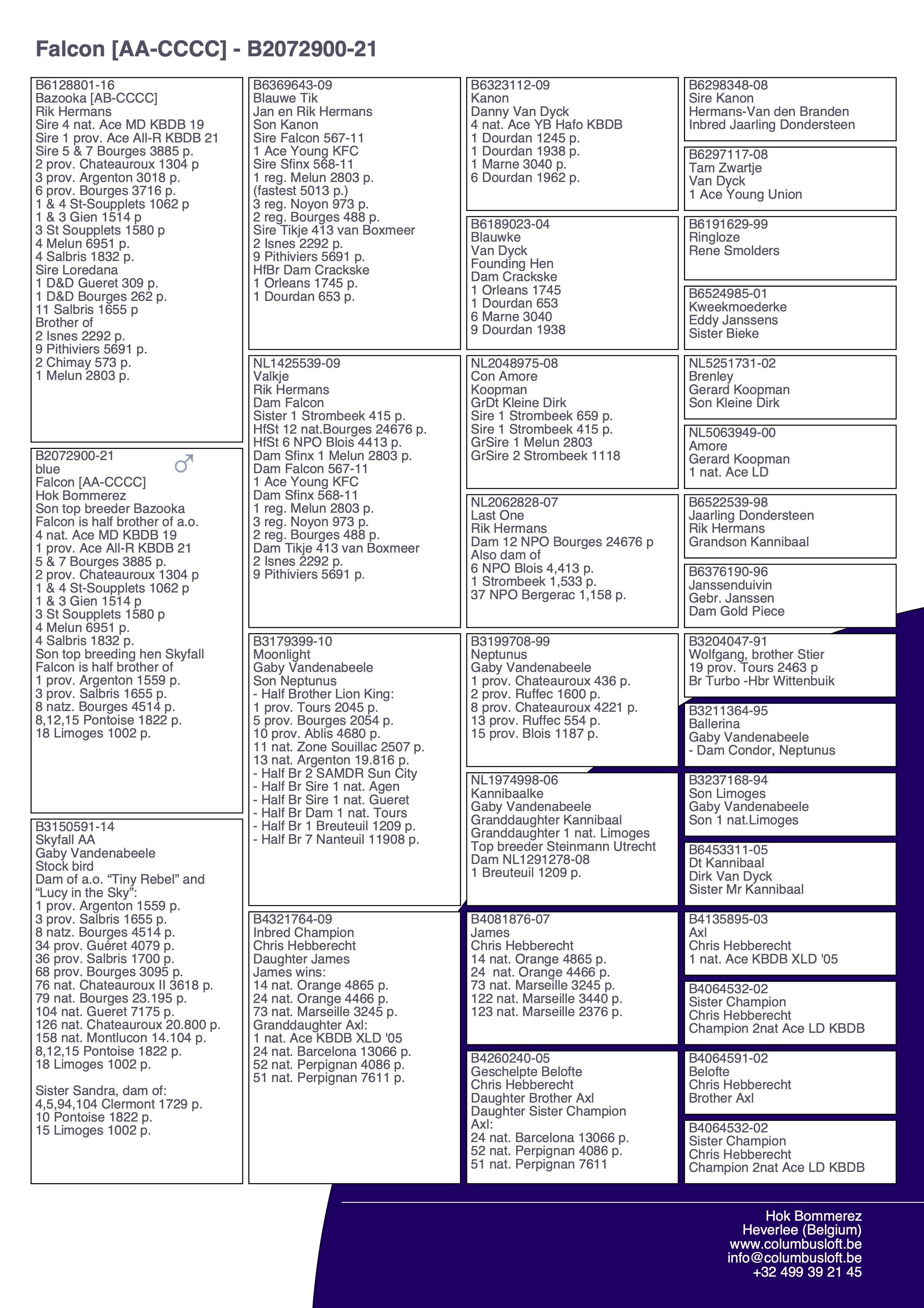 pedigree “Falcon", AA genotype, halfbroer van topvliegsters “Ivy Blue”, “Tiny Rebel” en “Calliope”  