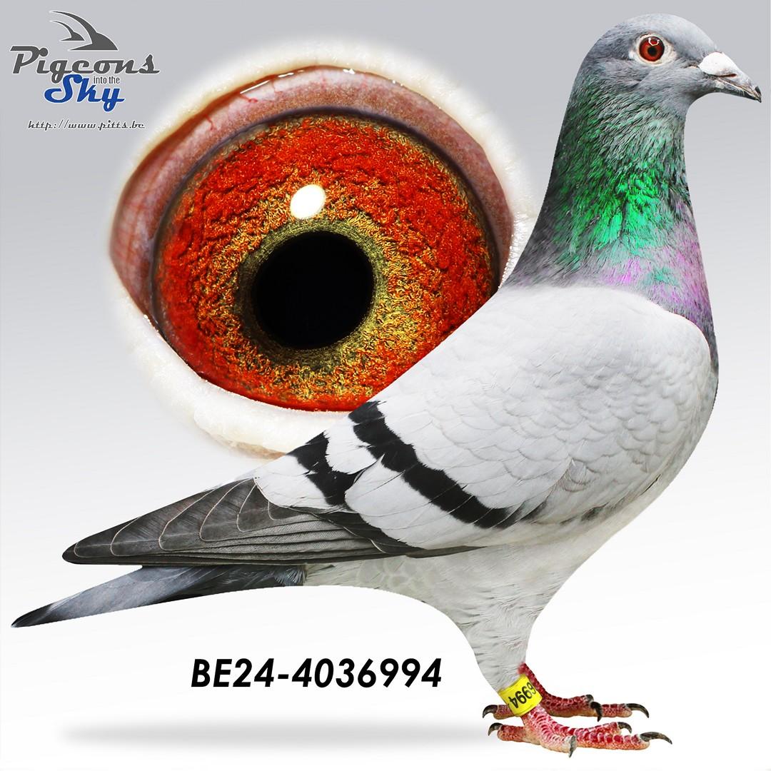 Kleinzoon Den Ad x Kleindochter Den Ad 