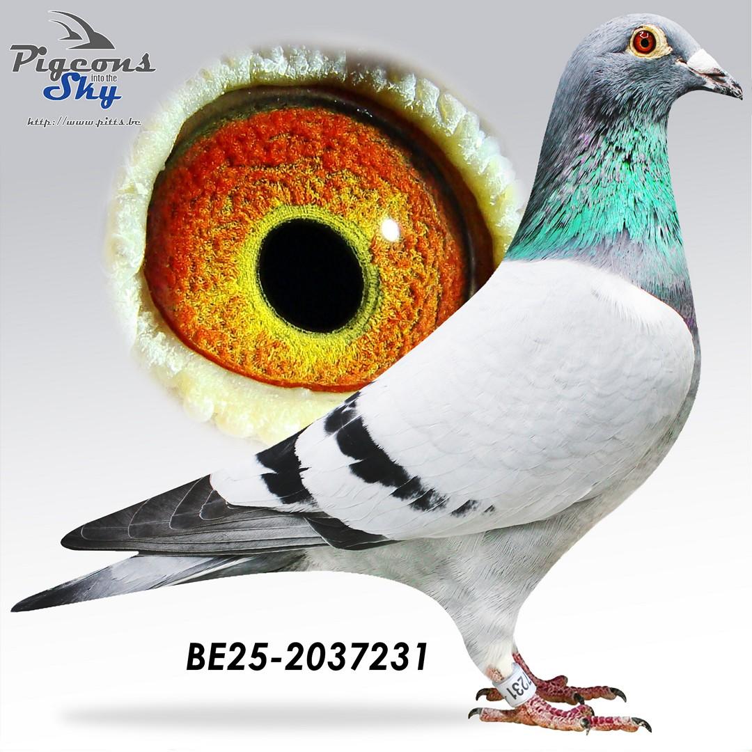 “Angelo", AB genotype, halfbroer 4 en 17  prov. Argenton, 25 en 41 prov. Bourges