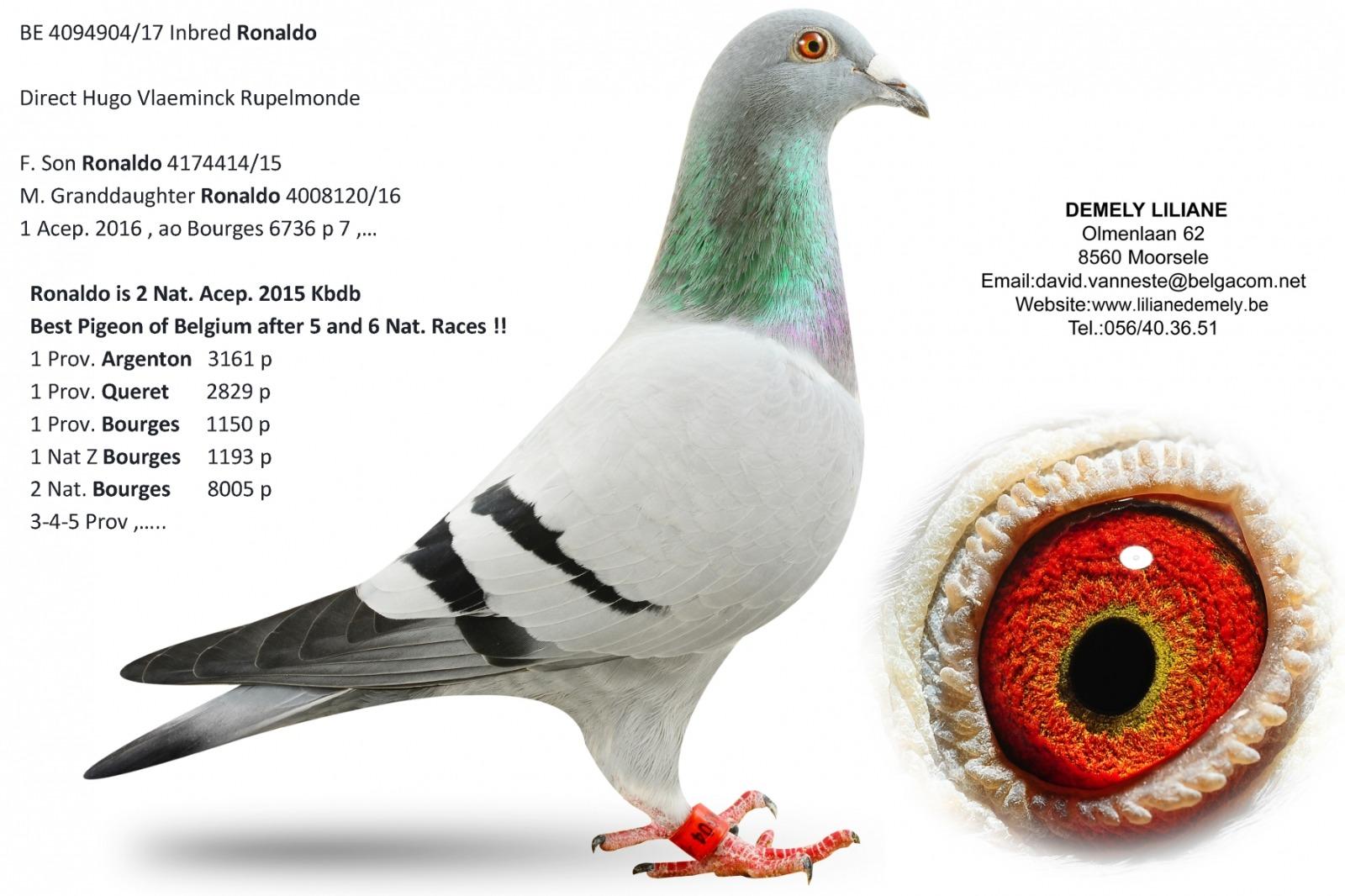 “Angelo", AB genotype, halfbroer 4 en 17  prov. Argenton, 25 en 41 prov. Bourges - Familie