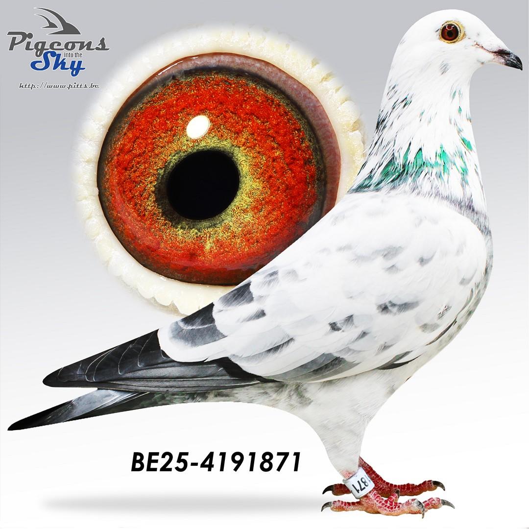 Grizzle Leidewou 871 