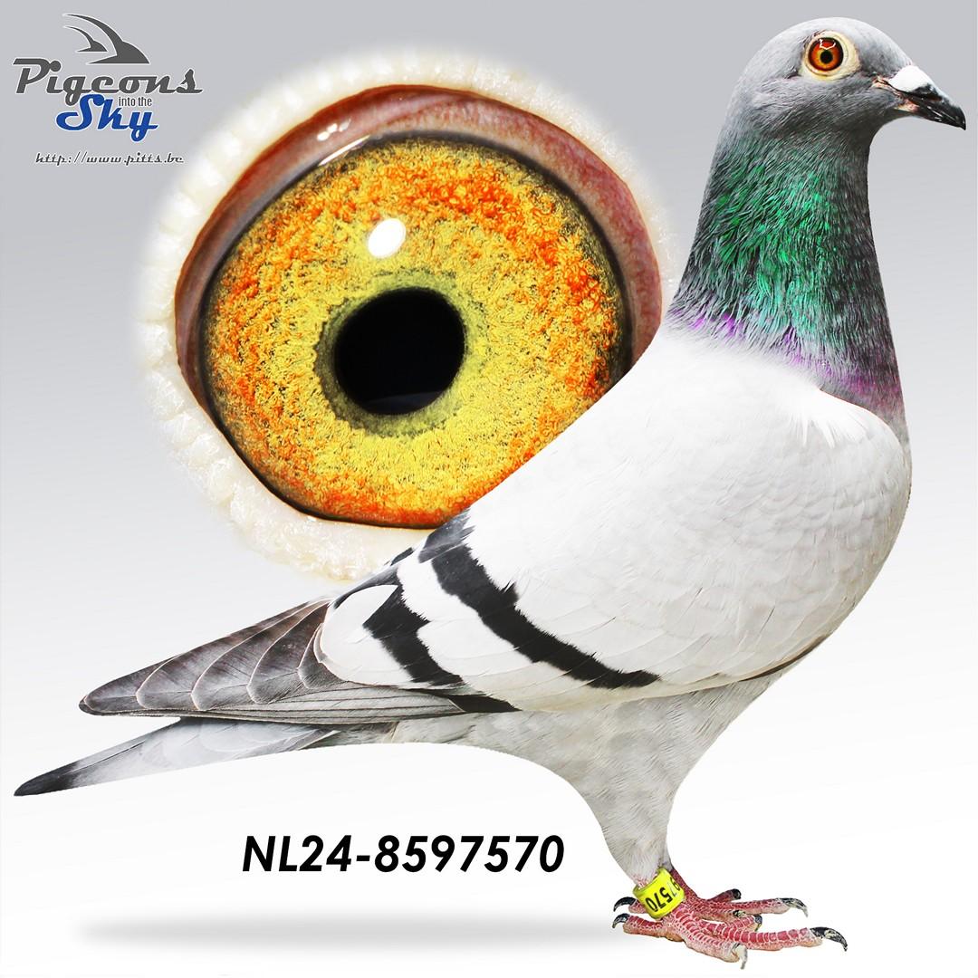 Halfzus De Geluksknikker 