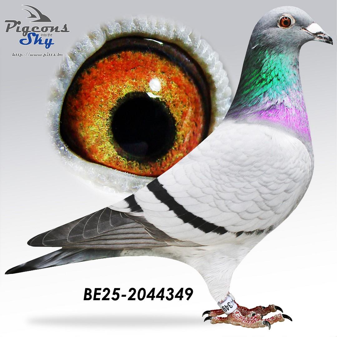 “FlikFlak", uit zoon “Golden Pair” Patrick Vervloesem x topduivin Annick Goeteyn