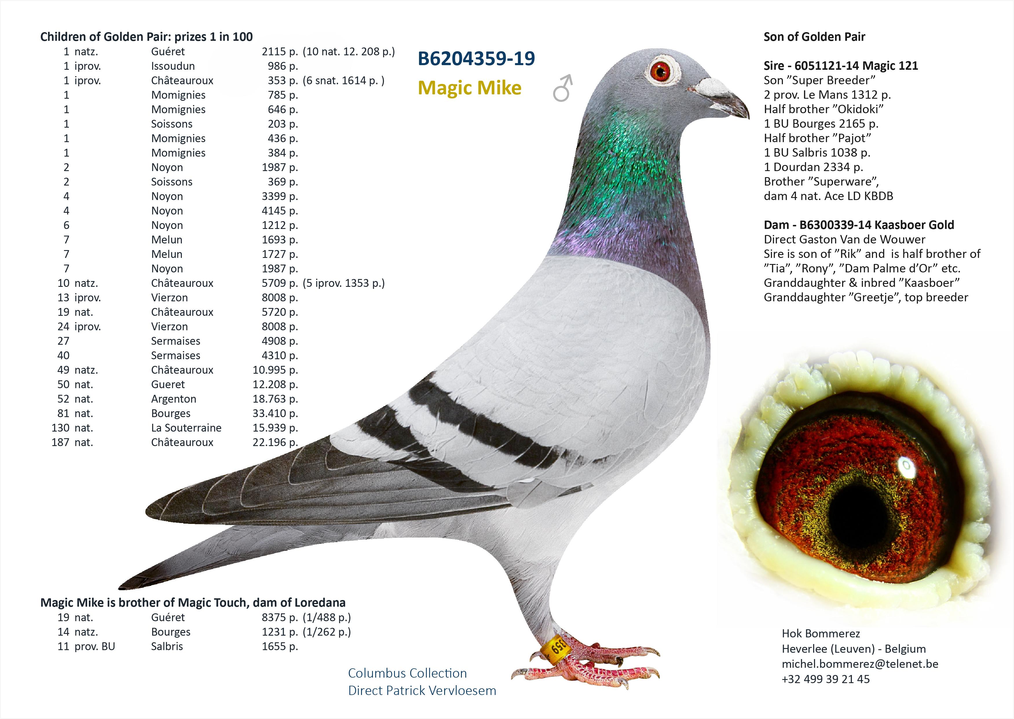“FlikFlak", uit zoon “Golden Pair” Patrick Vervloesem x topduivin Annick Goeteyn - Familie