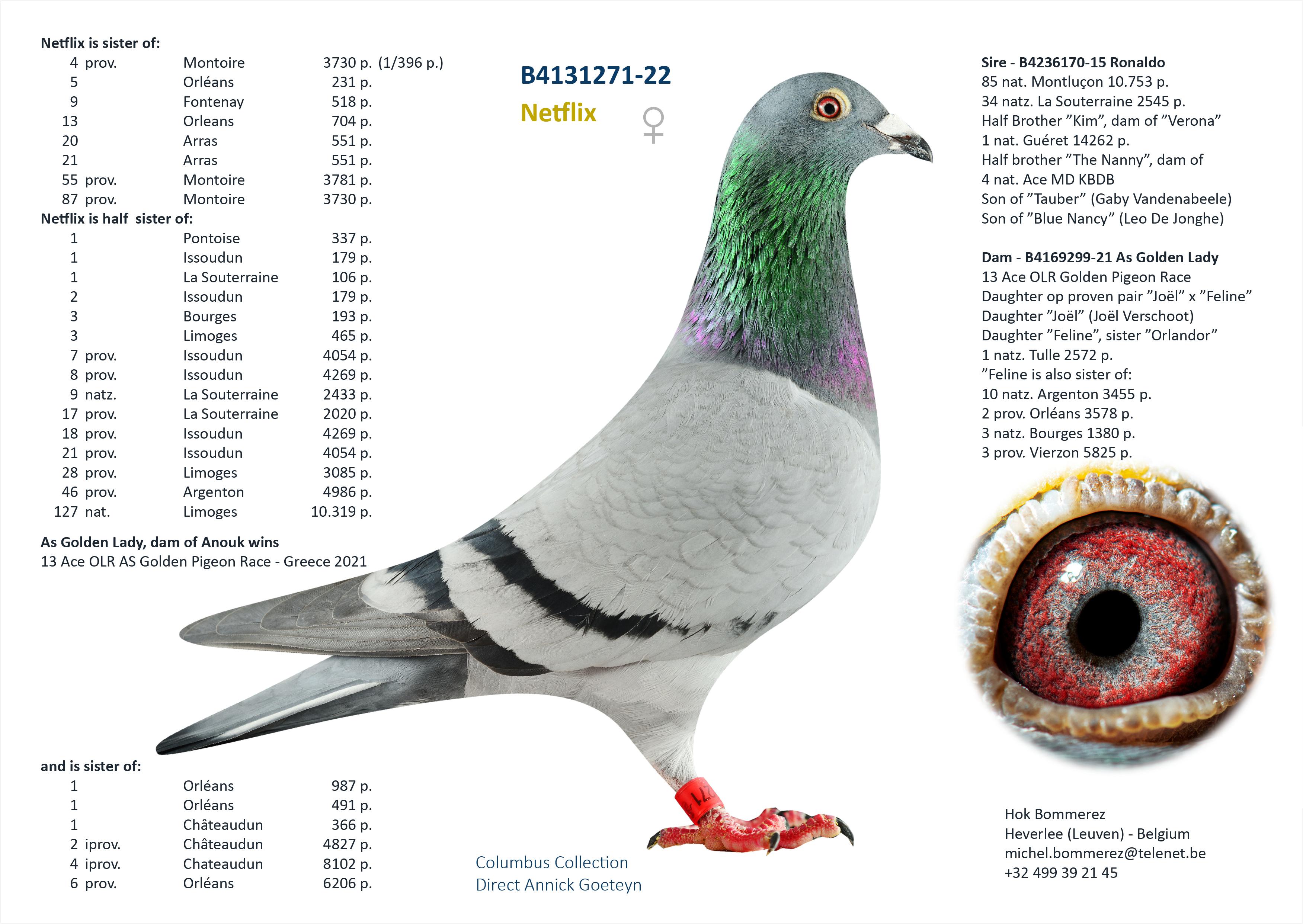 “FlikFlak", uit zoon “Golden Pair” Patrick Vervloesem x topduivin Annick Goeteyn - Familie