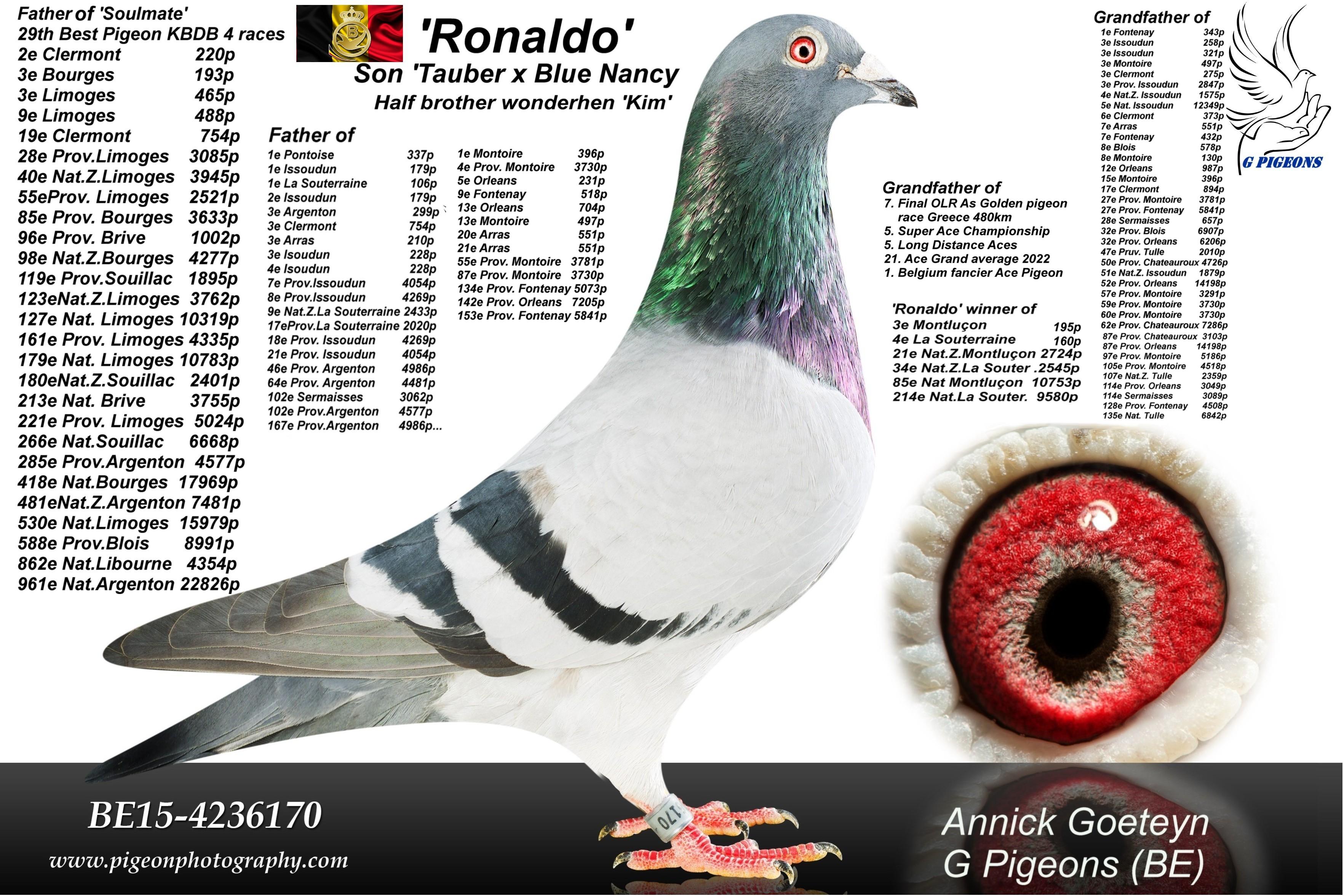 “FlikFlak", uit zoon “Golden Pair” Patrick Vervloesem x topduivin Annick Goeteyn - Familie