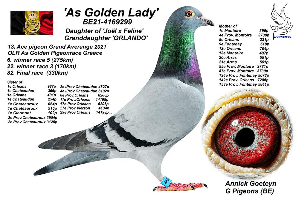 “FlikFlak", uit zoon “Golden Pair” Patrick Vervloesem x topduivin Annick Goeteyn - Familie