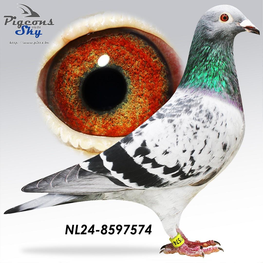 Zoon Avatar x De Nuuje Kuipers 