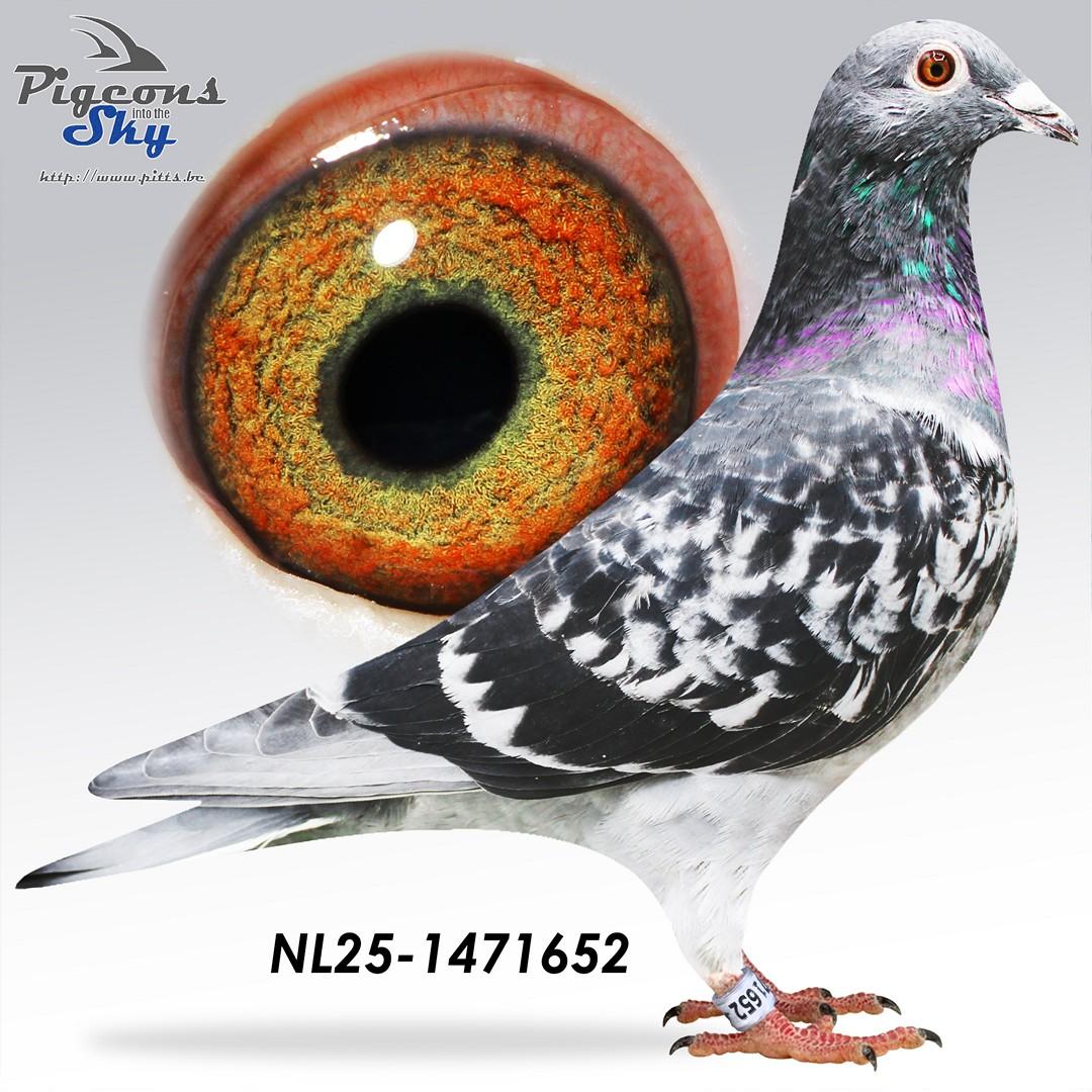 Letste Benny x Hinkepoot 